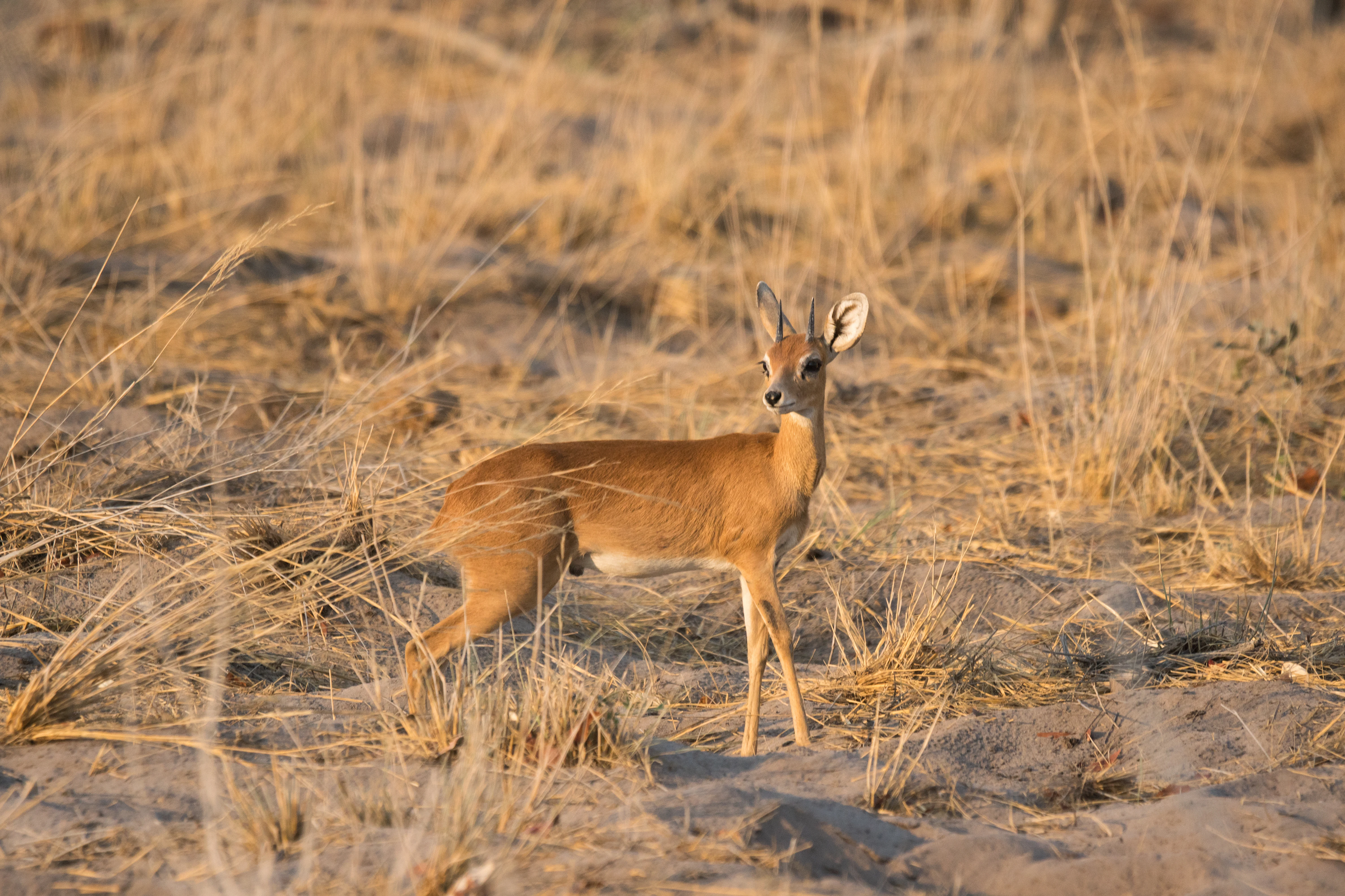 Steenbok, near Khwai, Botswana — photo by Jim Bennett
