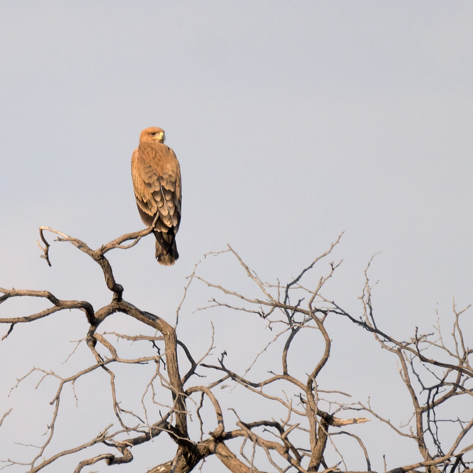 Tawny Eagle, near Khwai, Botswana — photo by Jim Bennett