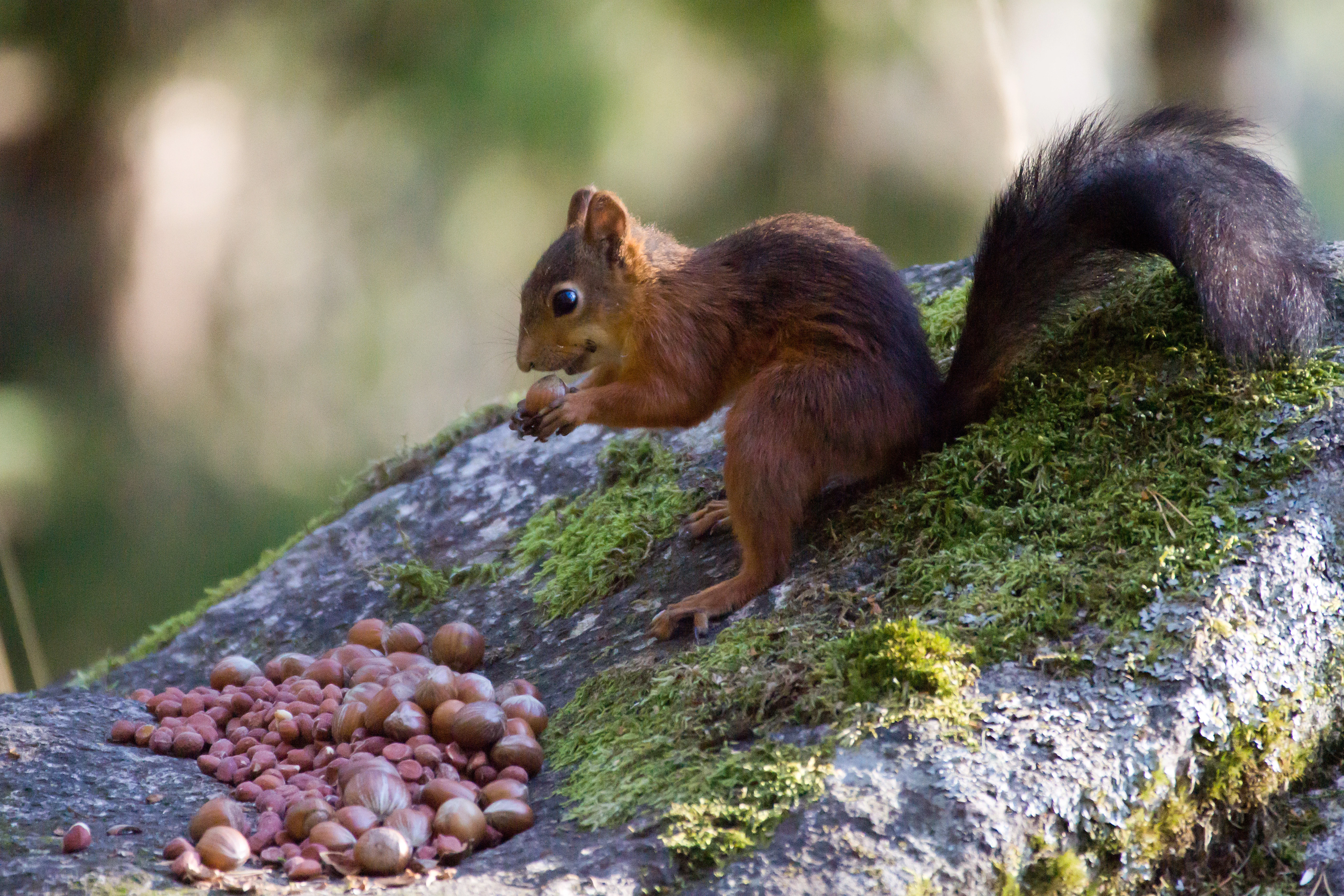 Red Squirrel, Halleskogen Forest, Sweden — photo by Jim Bennett