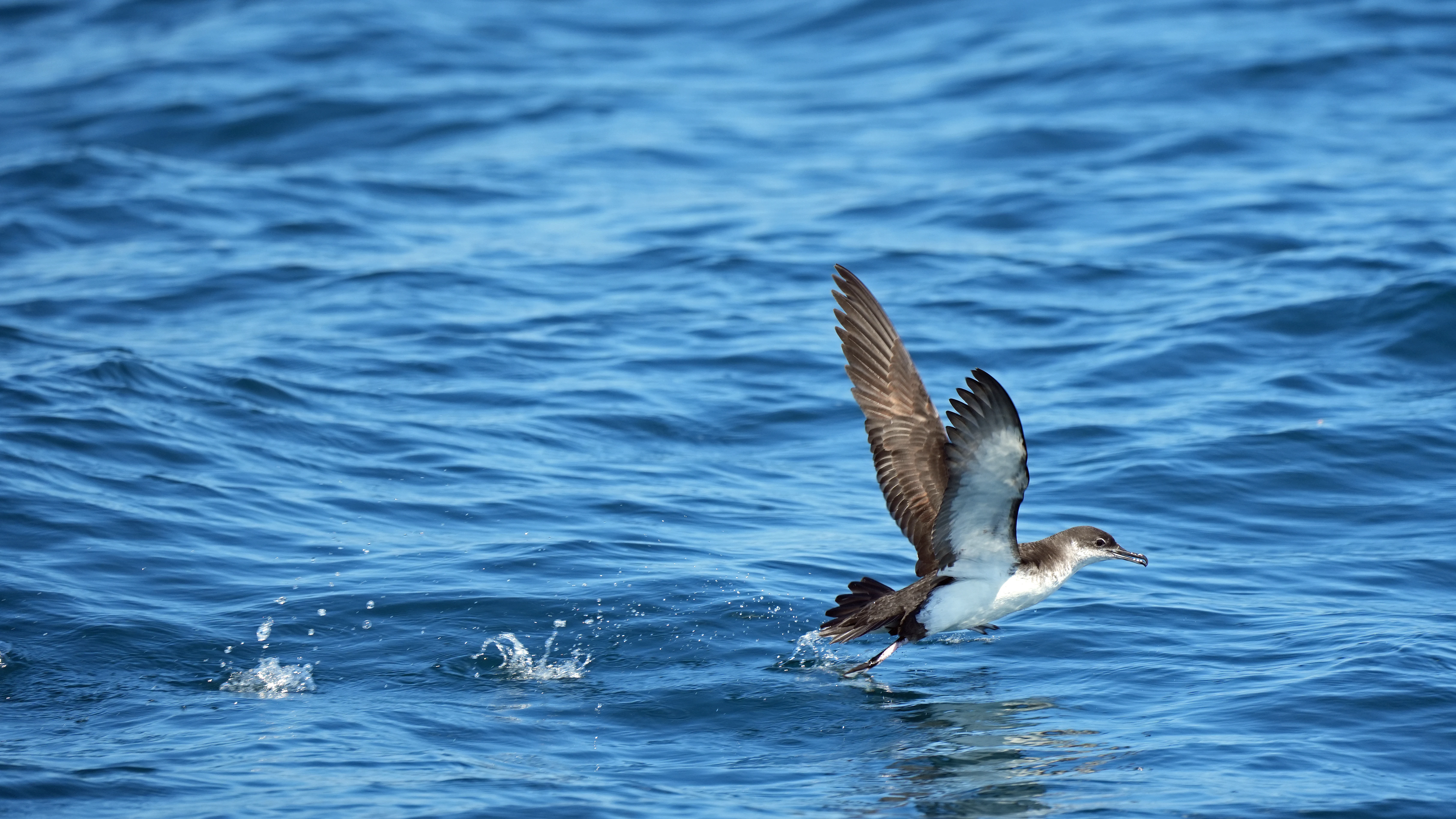 Manx Shearwater, Falmouth Bay, Cornwall, UK — photo by Jim Bennett