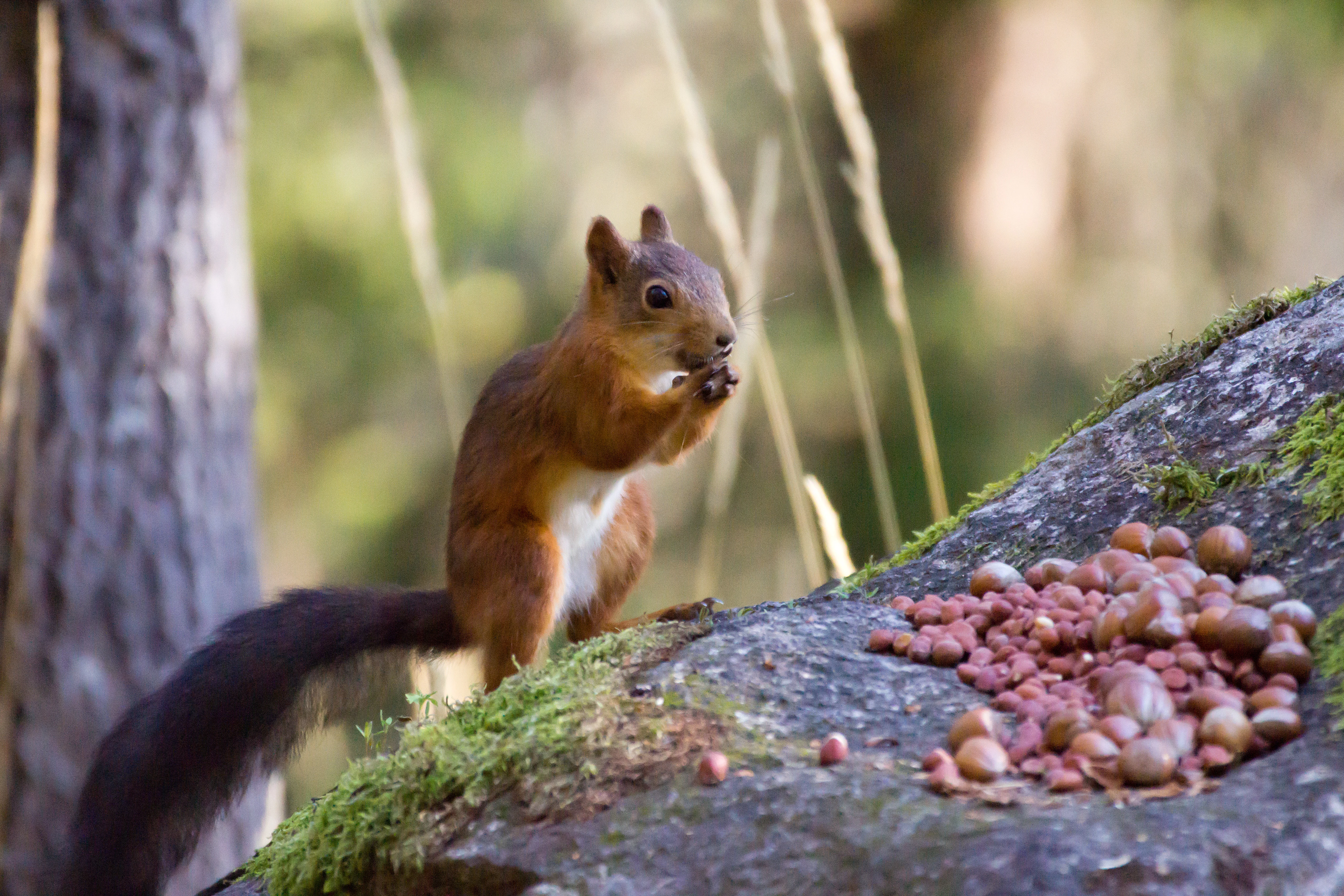 Red Squirrel, Halleskogen Forest, Sweden — photo by Jim Bennett