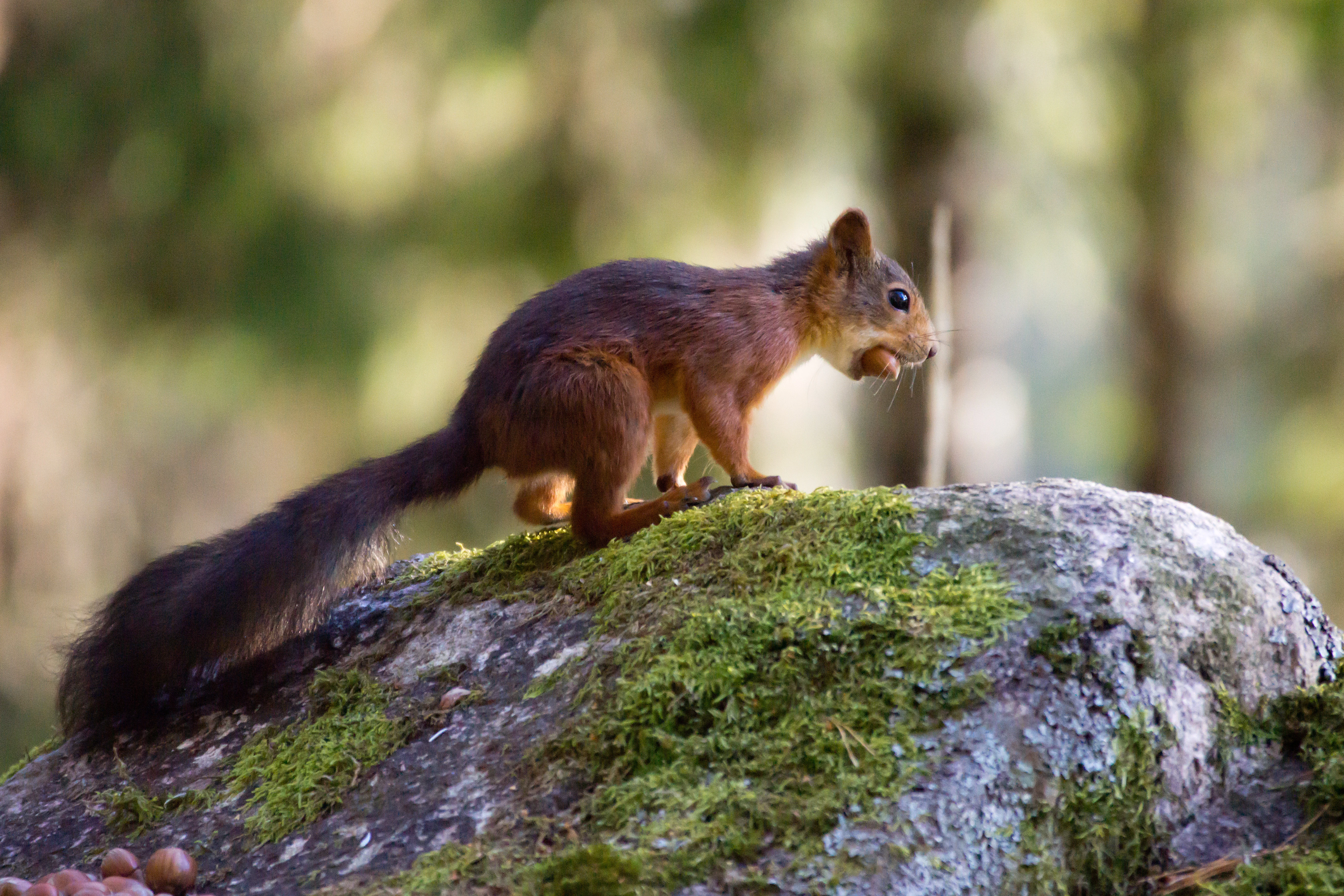 Red Squirrel, Halleskogen Forest, Sweden — photo by Jim Bennett