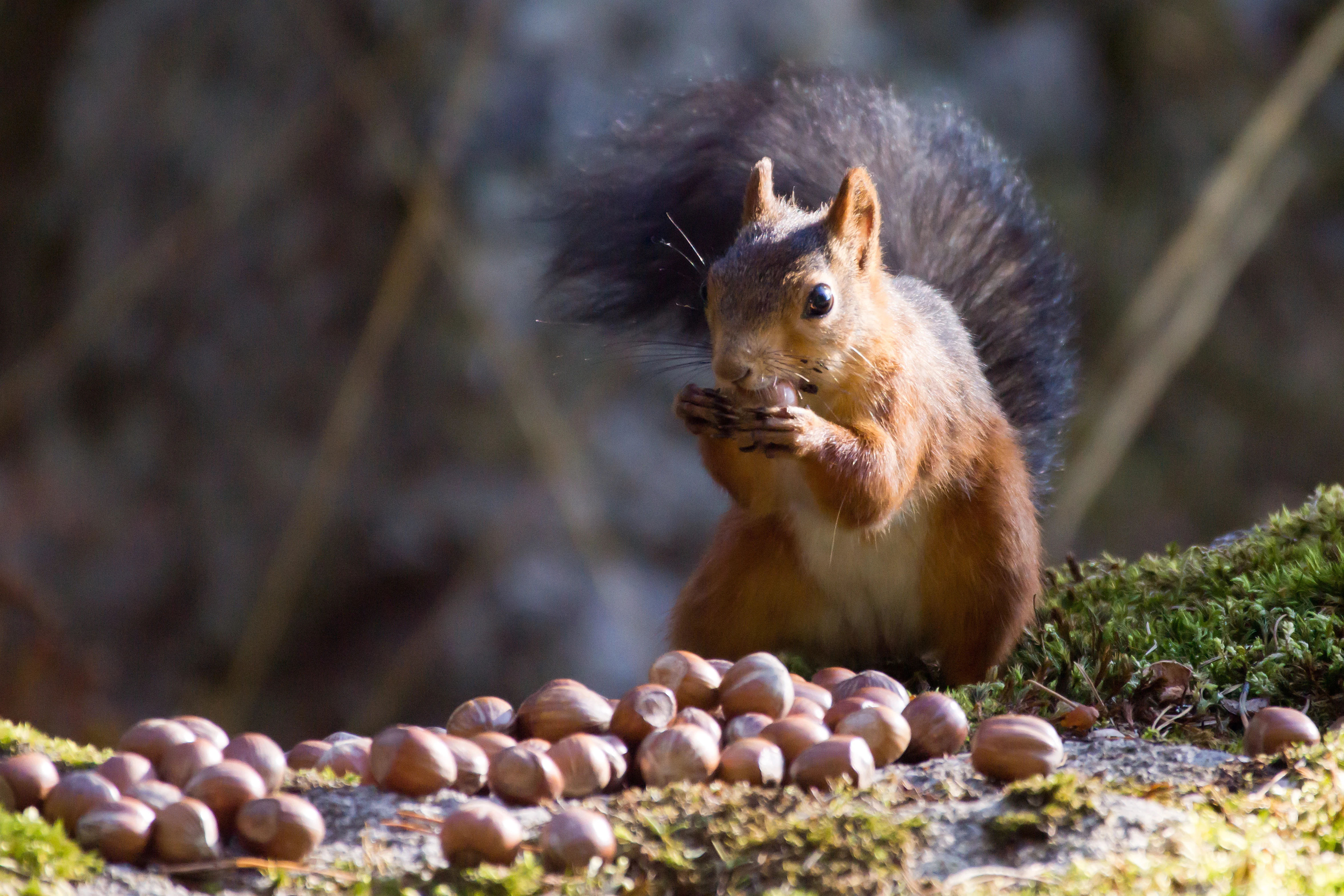 Red Squirrel, Halleskogen Forest, Sweden — photo by Jim Bennett