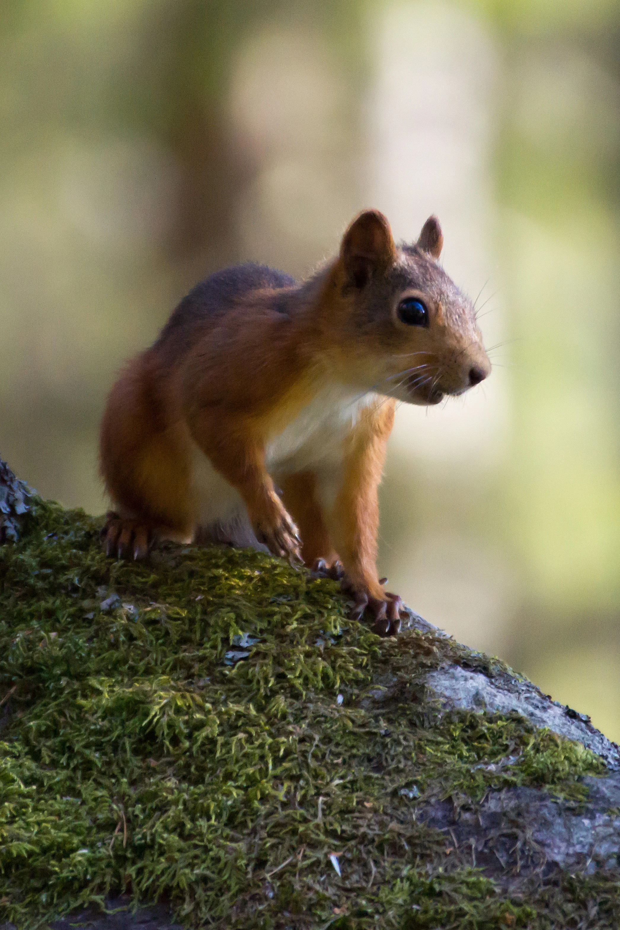 Red Squirrel, Halleskogen Forest, Sweden — photo by Jim Bennett