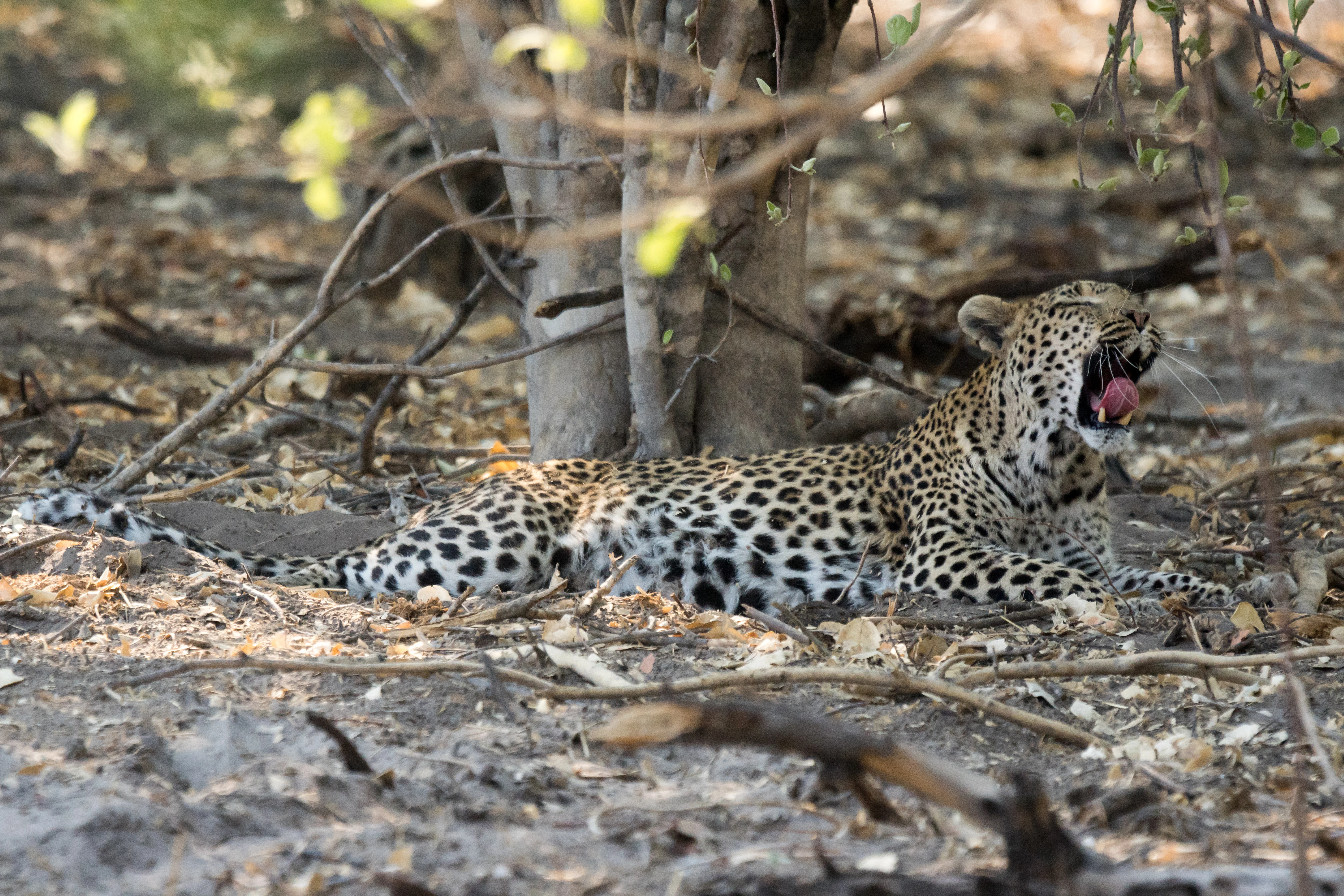 Leopard, near Khwai, Botswana — photo by Jim Bennett