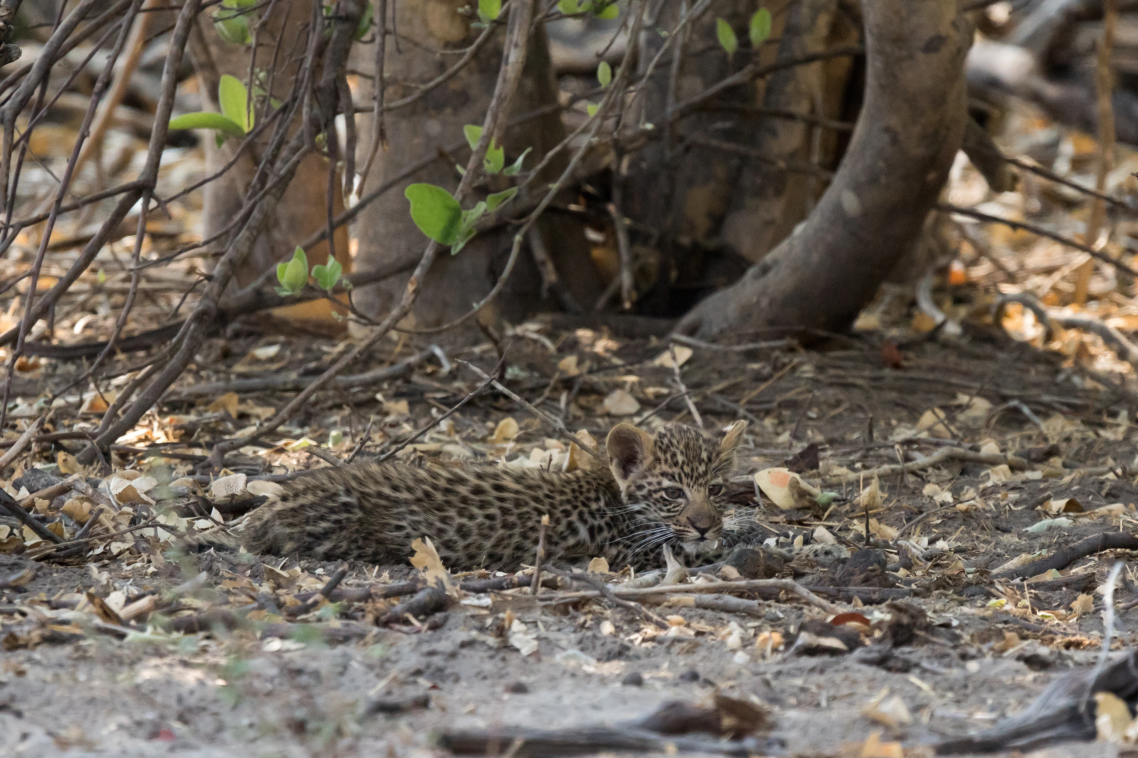 Leopard cub, near Khwai, Botswana — photo by Jim Bennett