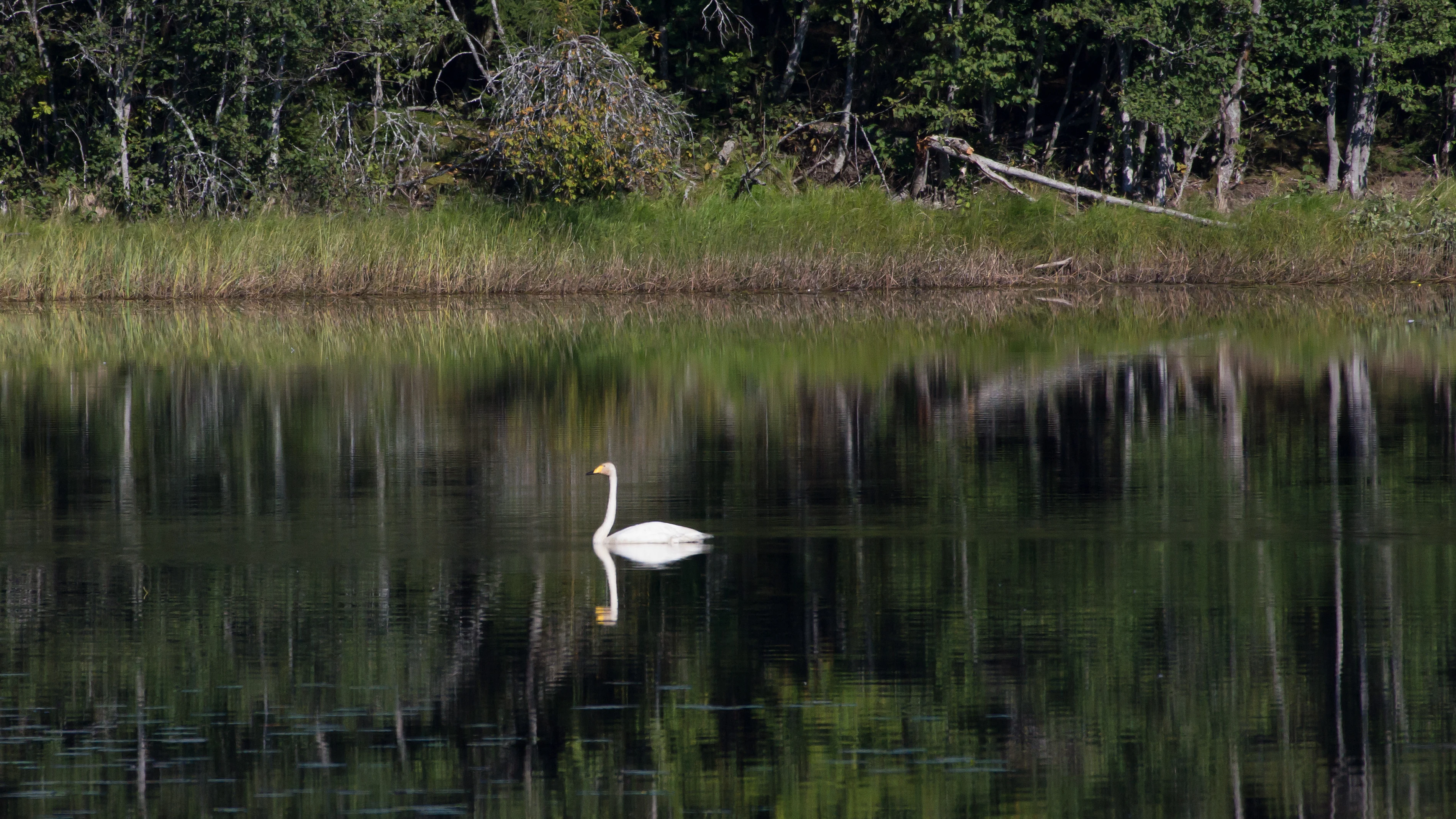 Whooper Swan, Sweden — photo by Jim Bennett