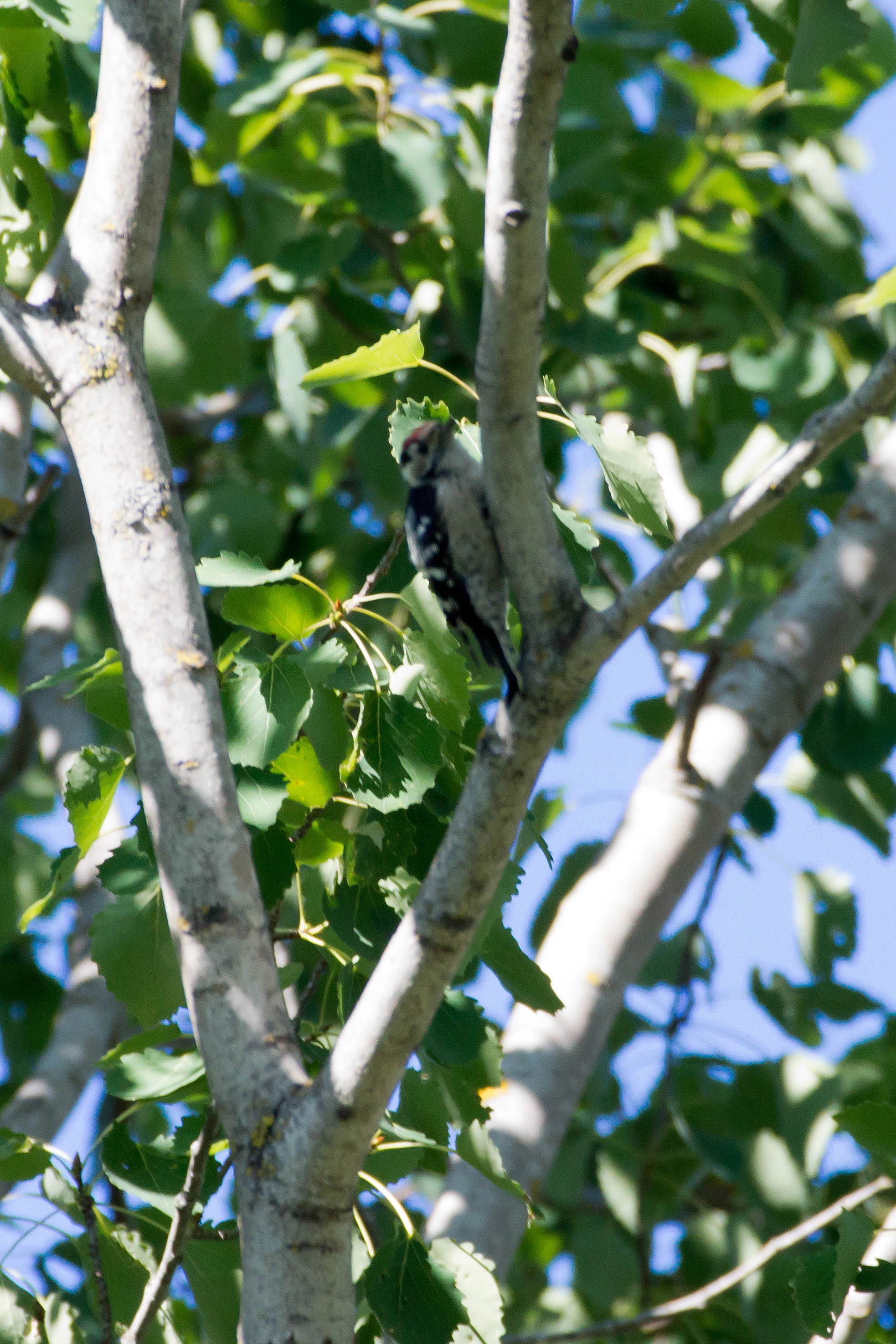 Lesser Spotted Woodpecker, Sweden — photo by Jim Bennett