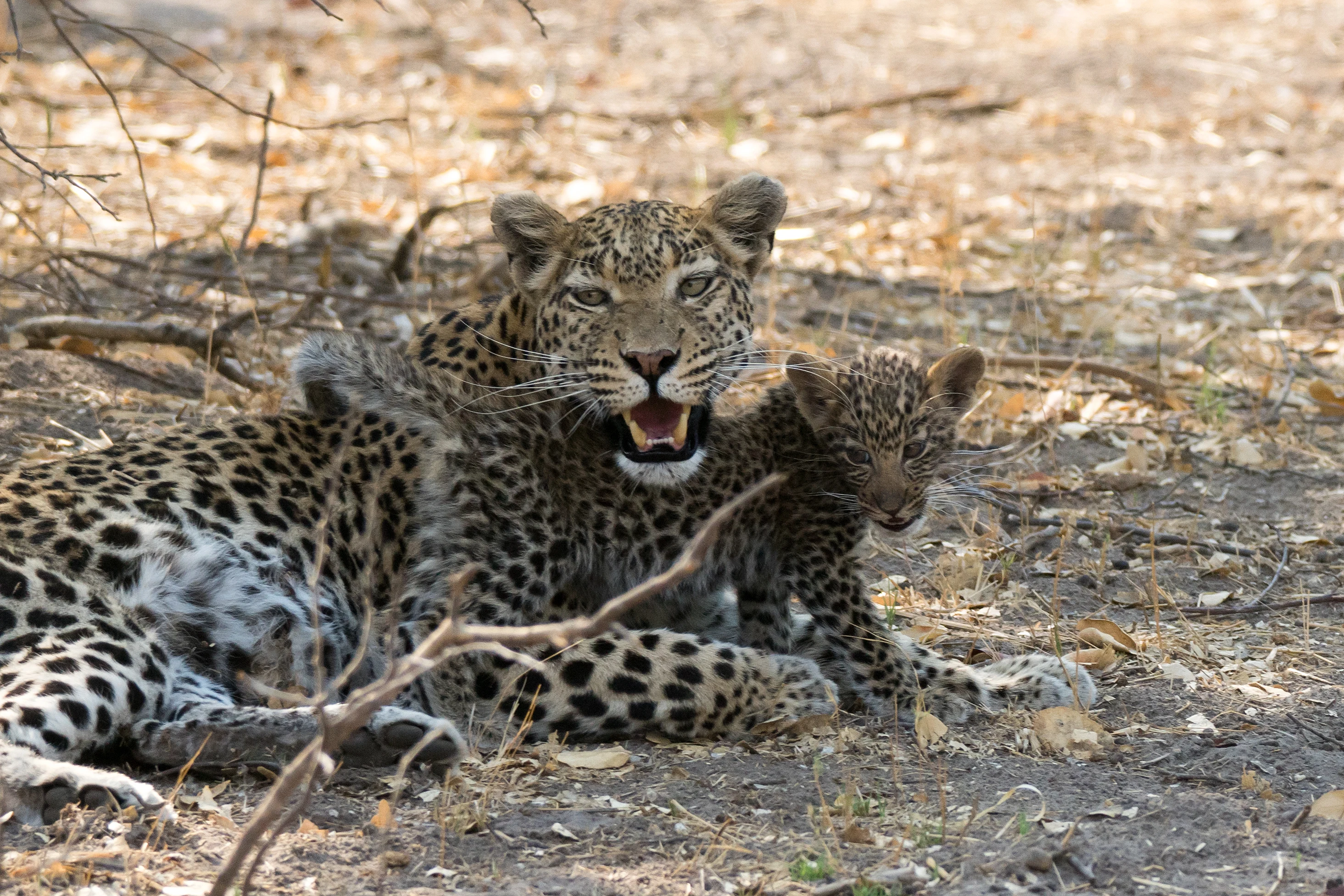 Leopard & cub, near Khwai, Botswana — photo by Jim Bennett