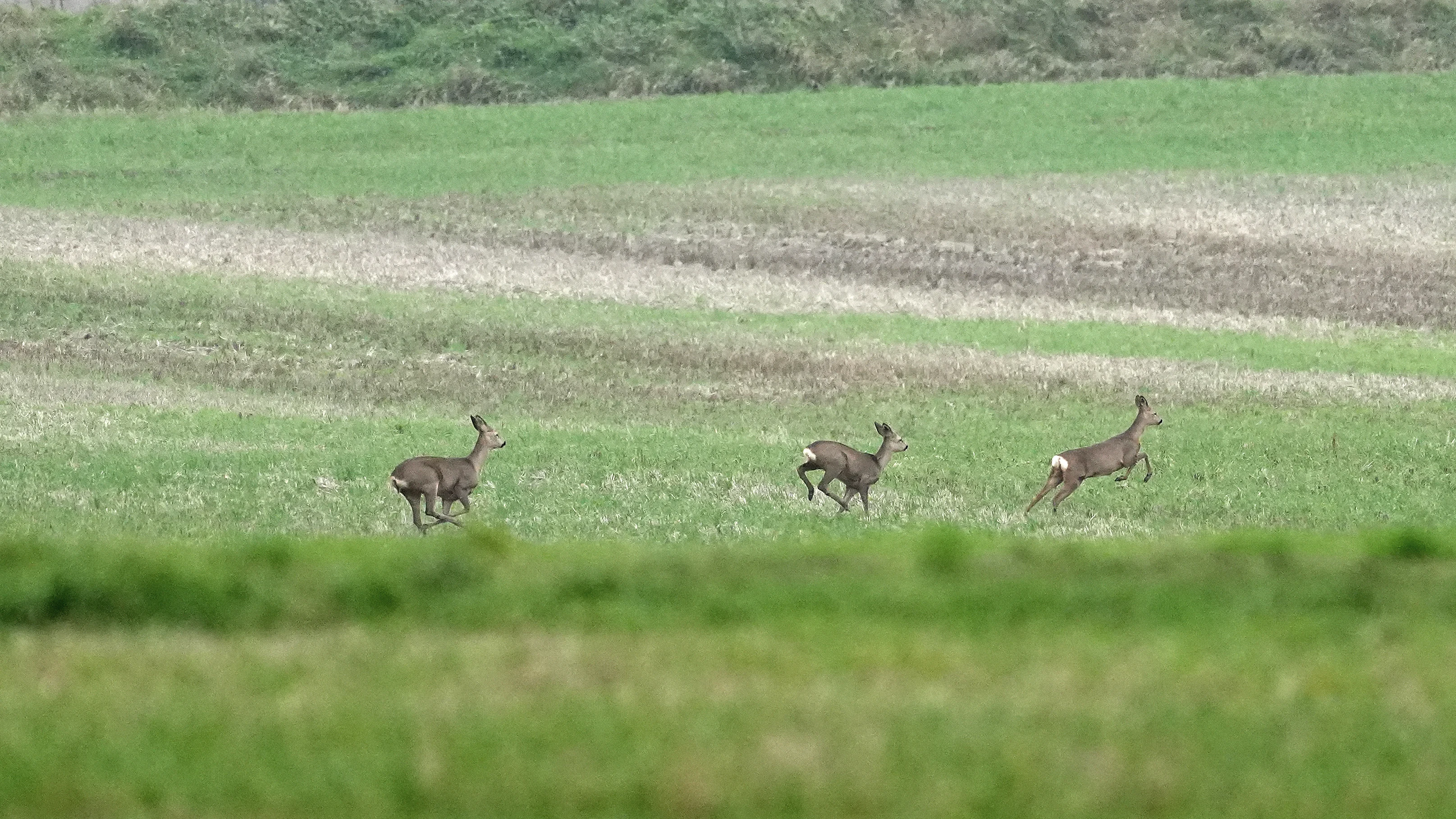 Roe Deer, Berkshire Downs, Berkshire, UK — photo by Jim Bennett