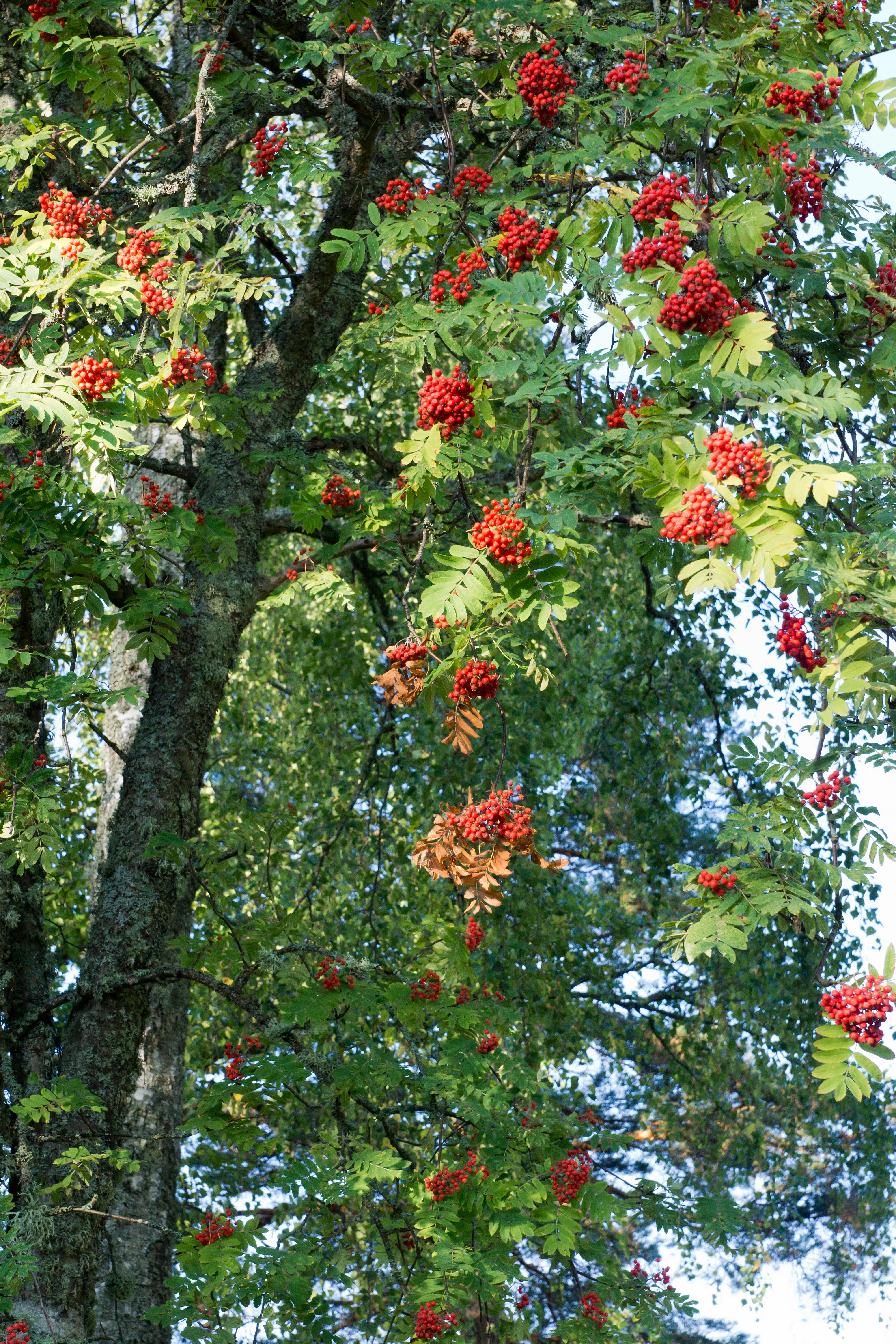 Rowan berries, Salbohed, Sweden — photo by Jim Bennett