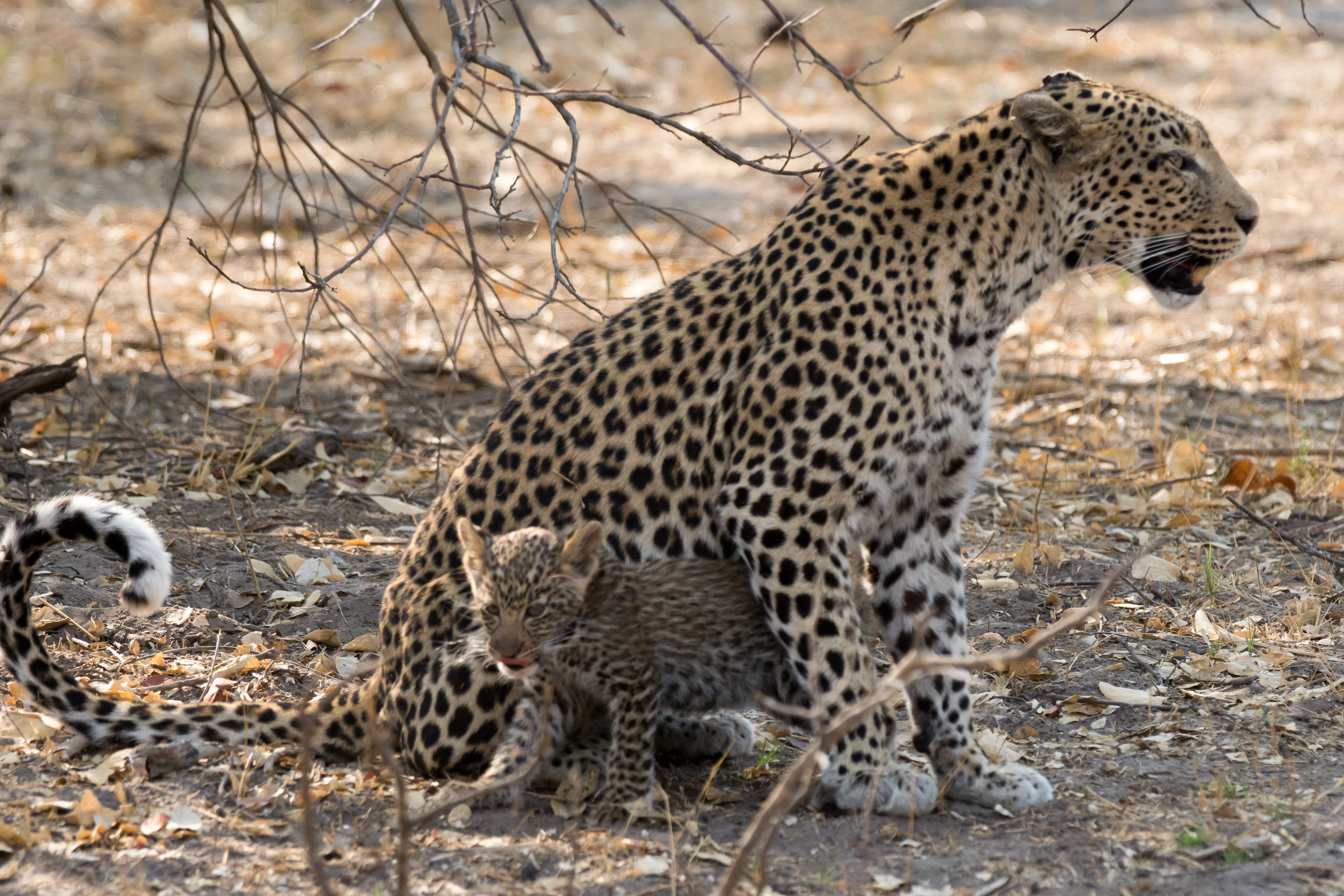 Leopard & cub, near Khwai, Botswana — photo by Jim Bennett