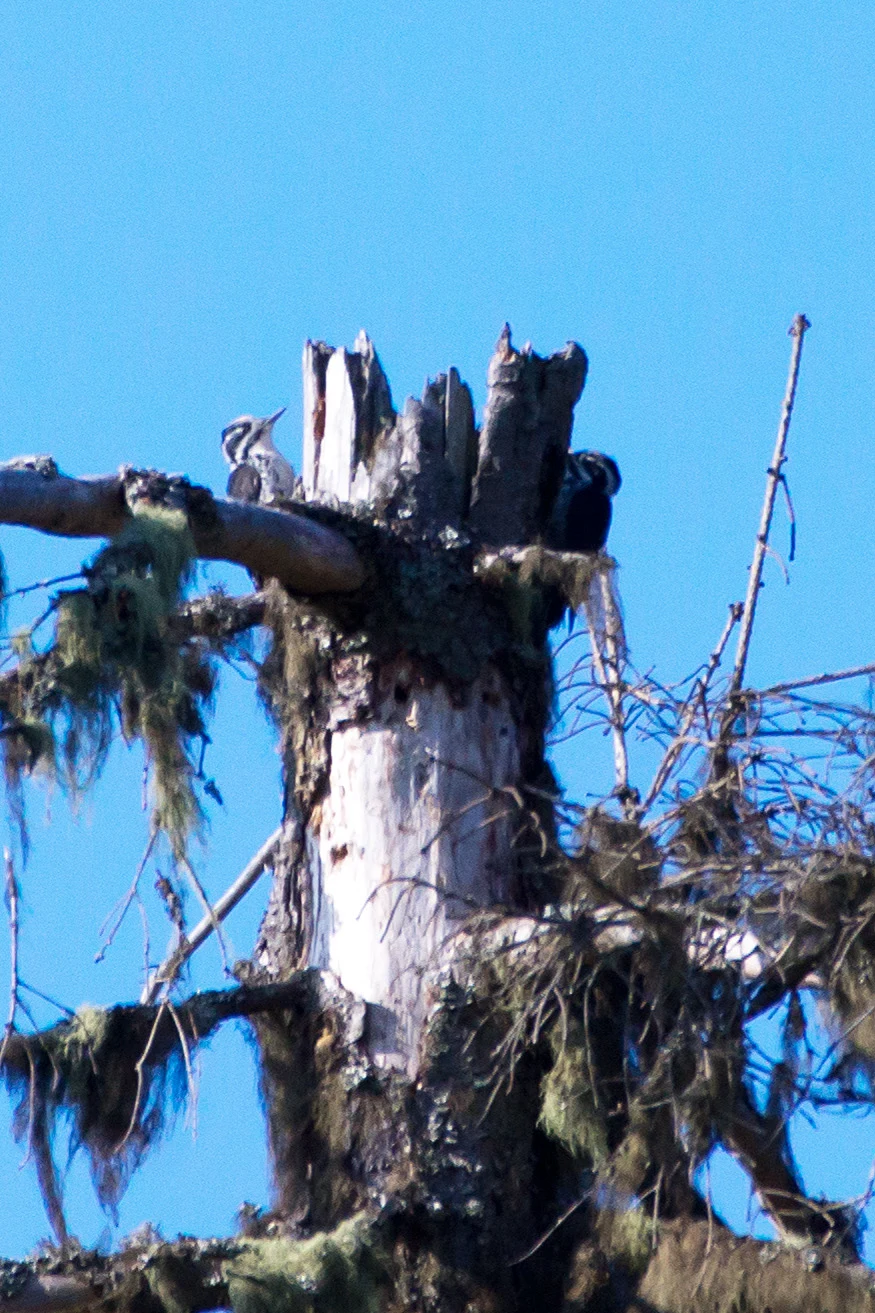 Three-toed Woodpeckers, Farna Eco Park, Sweden — photo by Jim Bennett