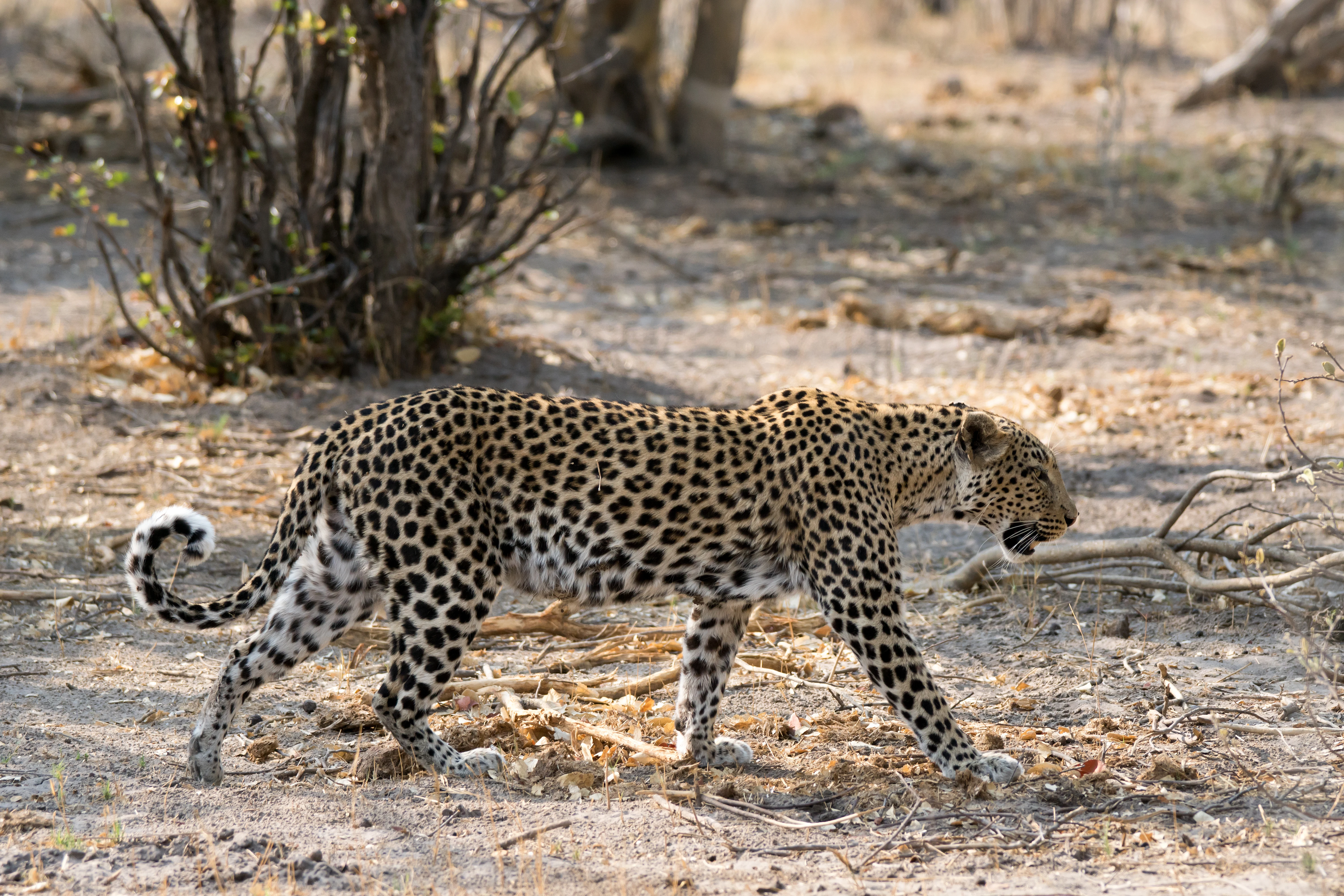 Leopard, near Khwai, Botswana — photo by Jim Bennett