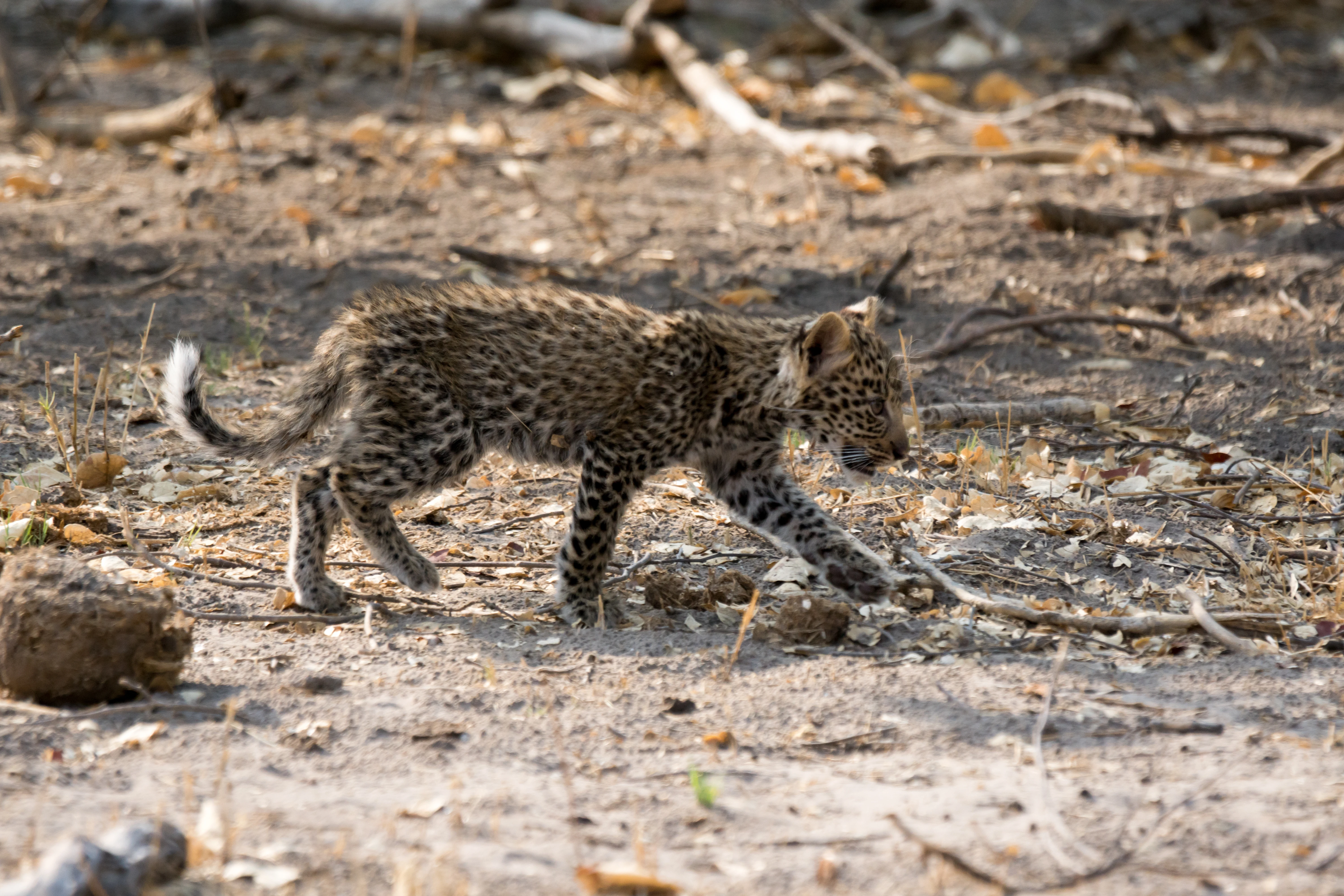 Leopard cub, near Khwai, Botswana — photo by Jim Bennett
