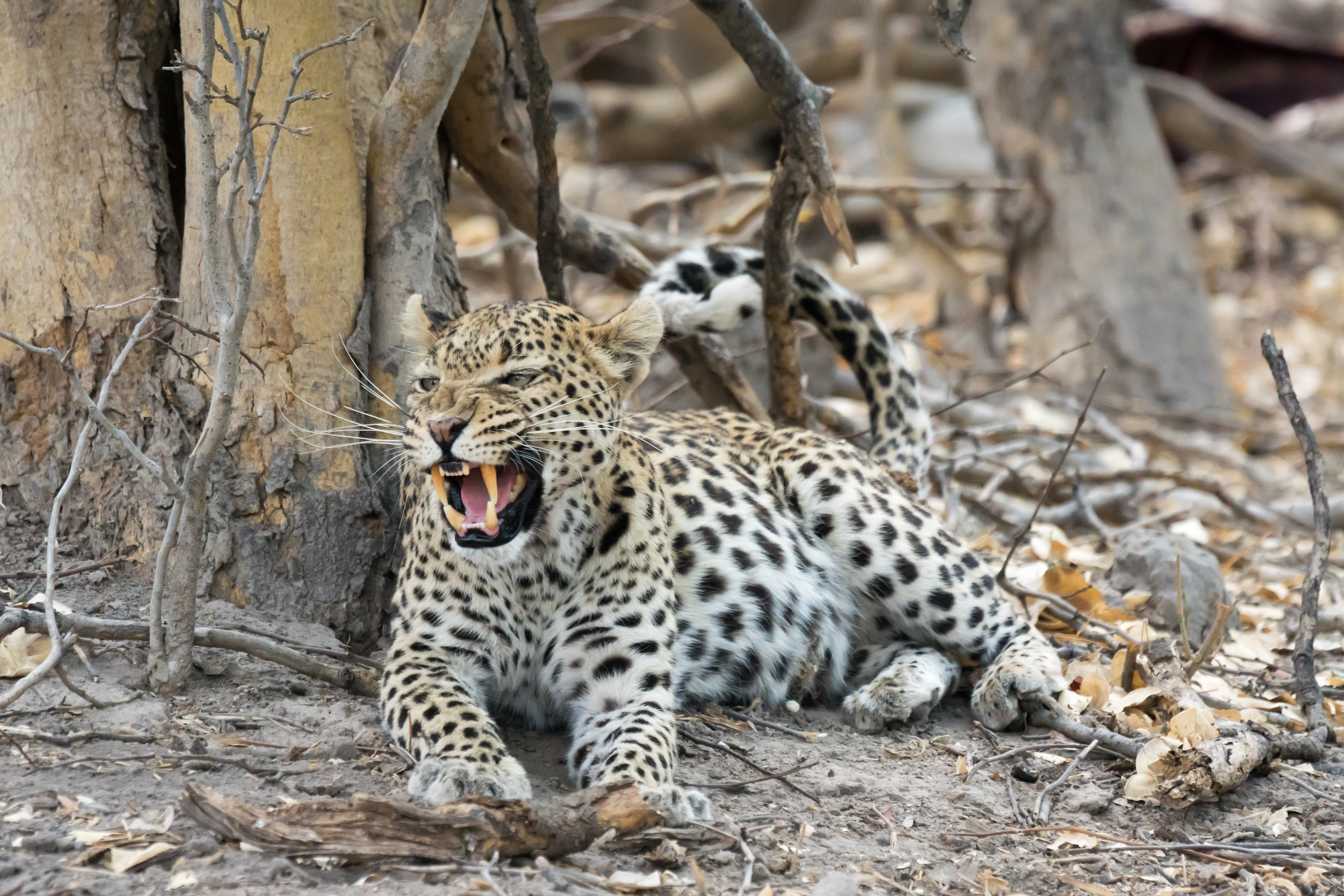 Leopard, near Khwai, Botswana — photo by Jim Bennett