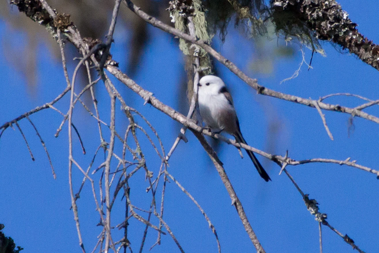 Long-tailed Tit, Farna Eco Park, Sweden — photo by Jim Bennett