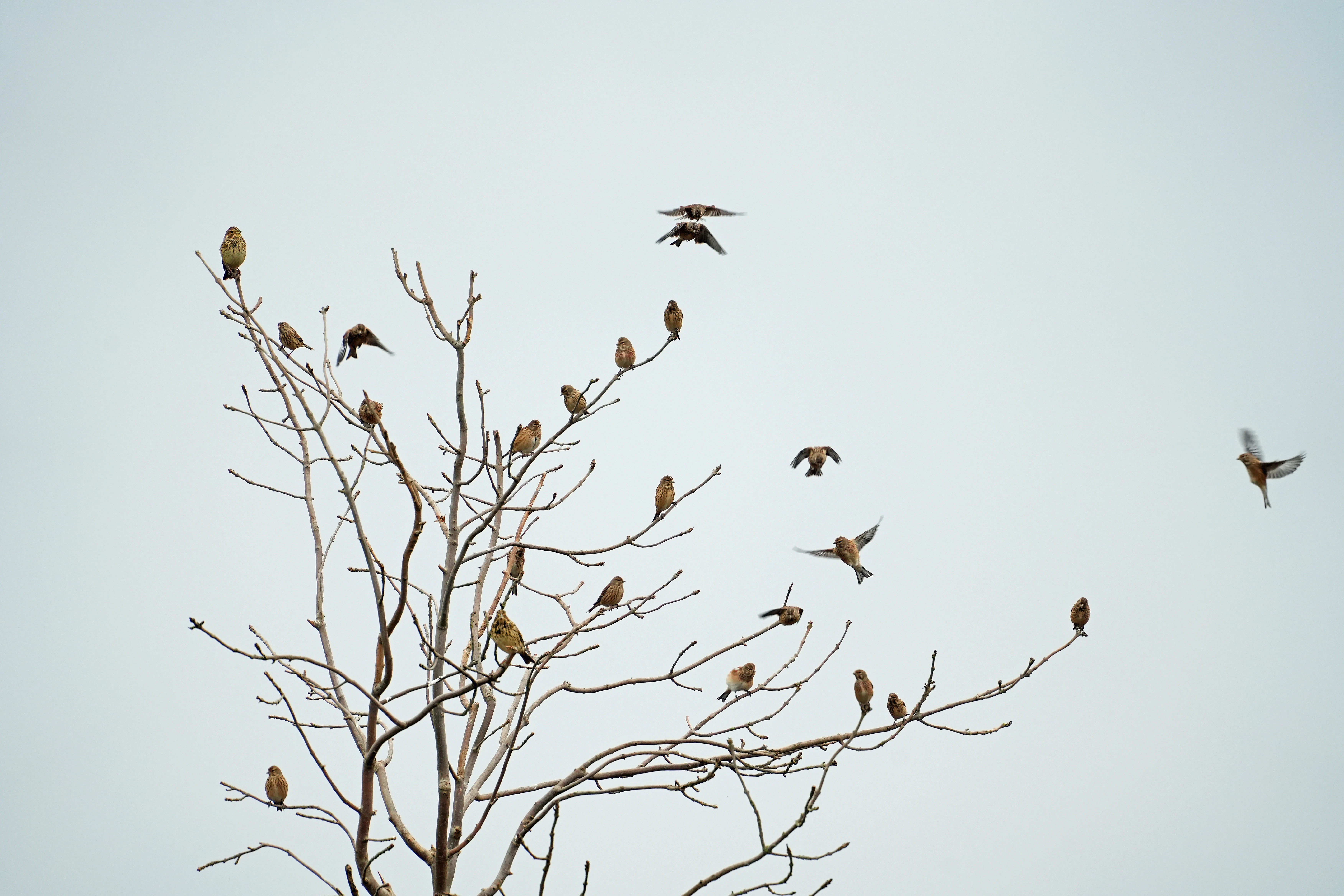 Linnets and 2 Corn Bunting, Berkshire Downs, Berkshire, UK — photo by Jim Bennett
