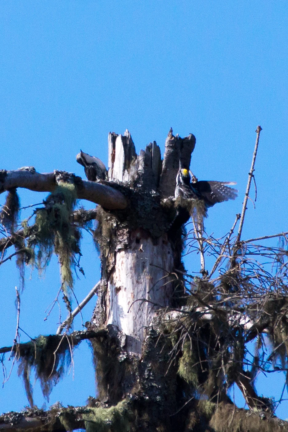 Three-toed Woodpeckers, Farna Eco Park, Sweden — photo by Jim Bennett