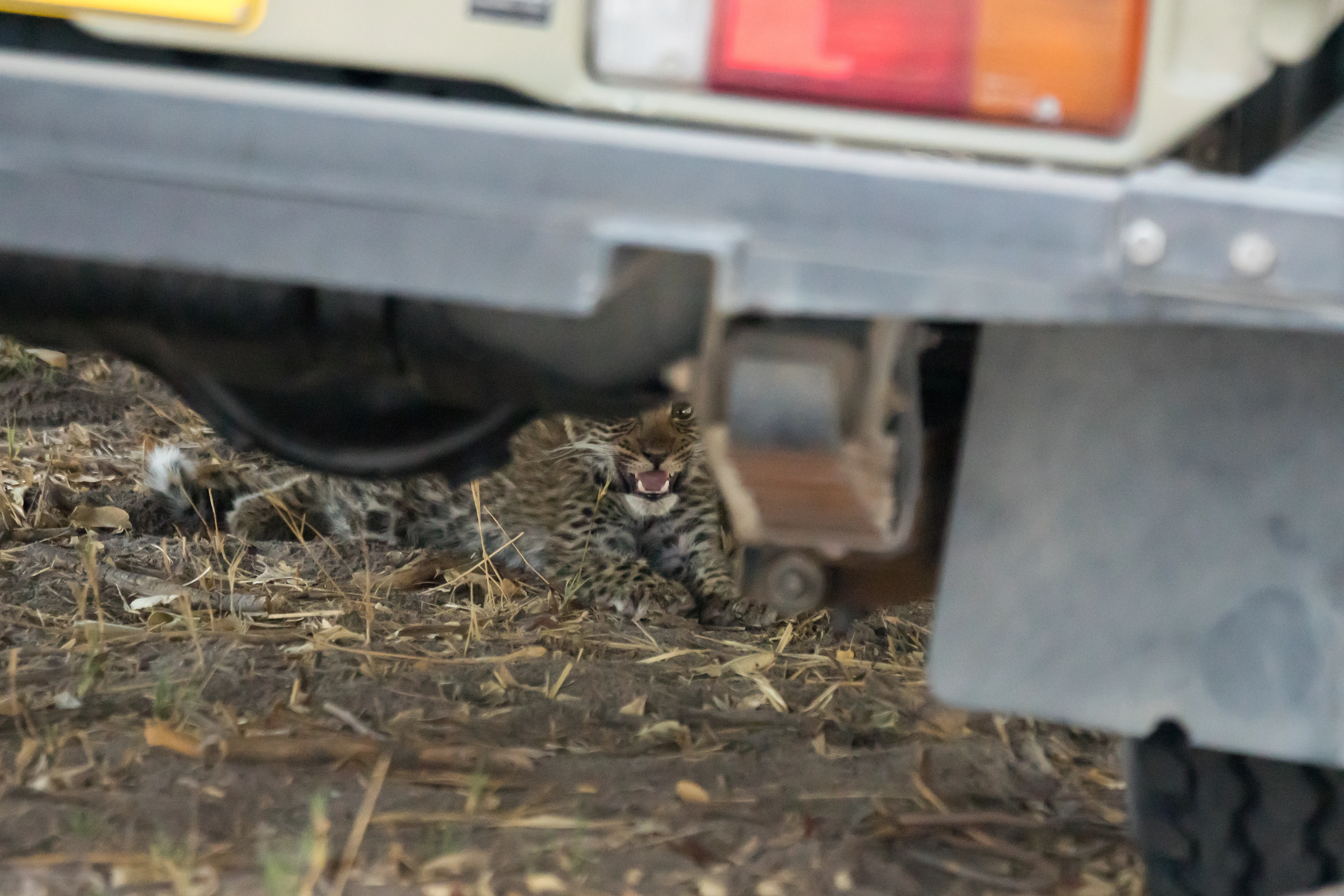 Leopard cub, near Khwai, Botswana — photo by Jim Bennett