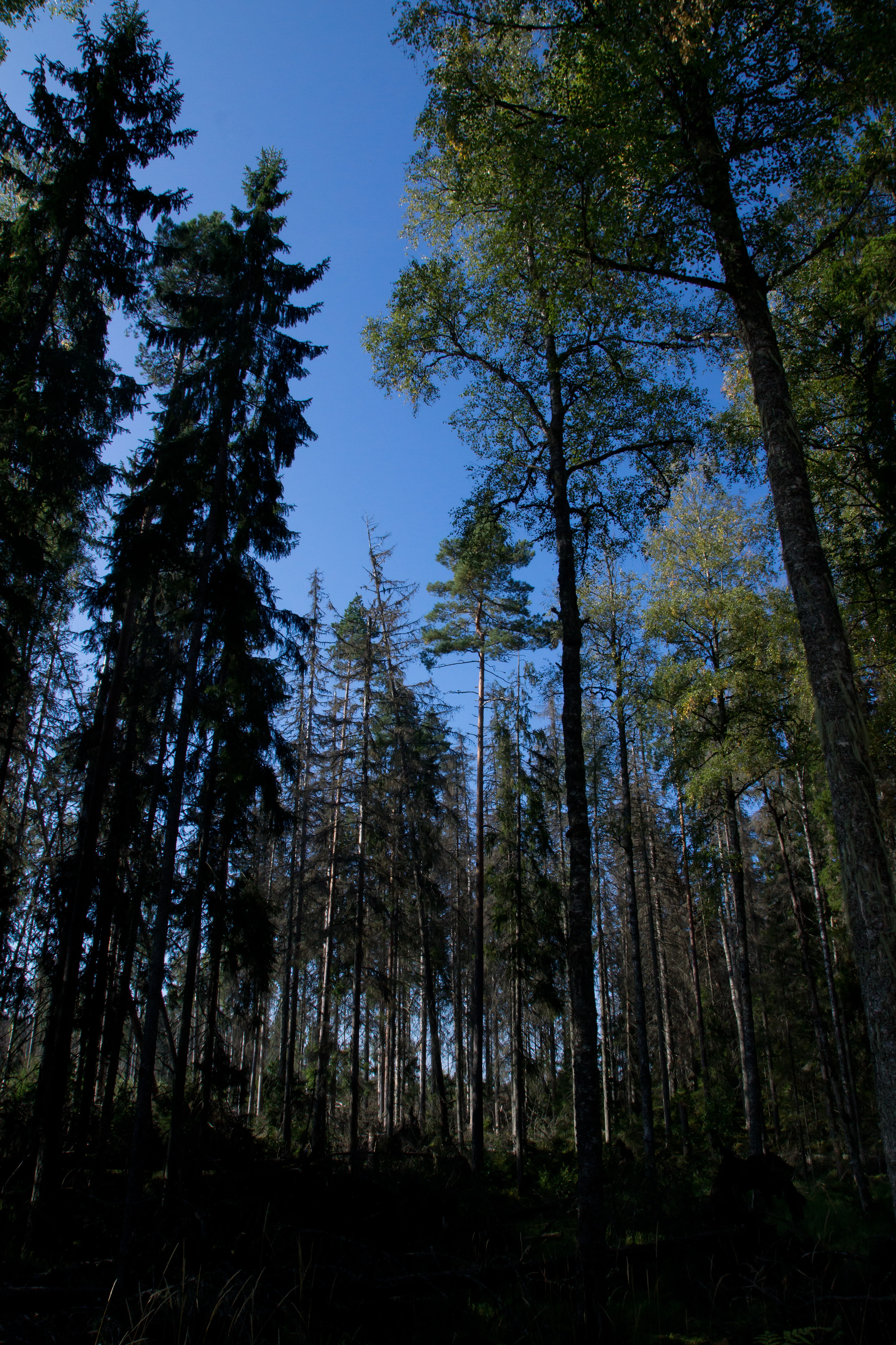 DSC02101, Farna Eco Park, Sweden — photo by Jim Bennett