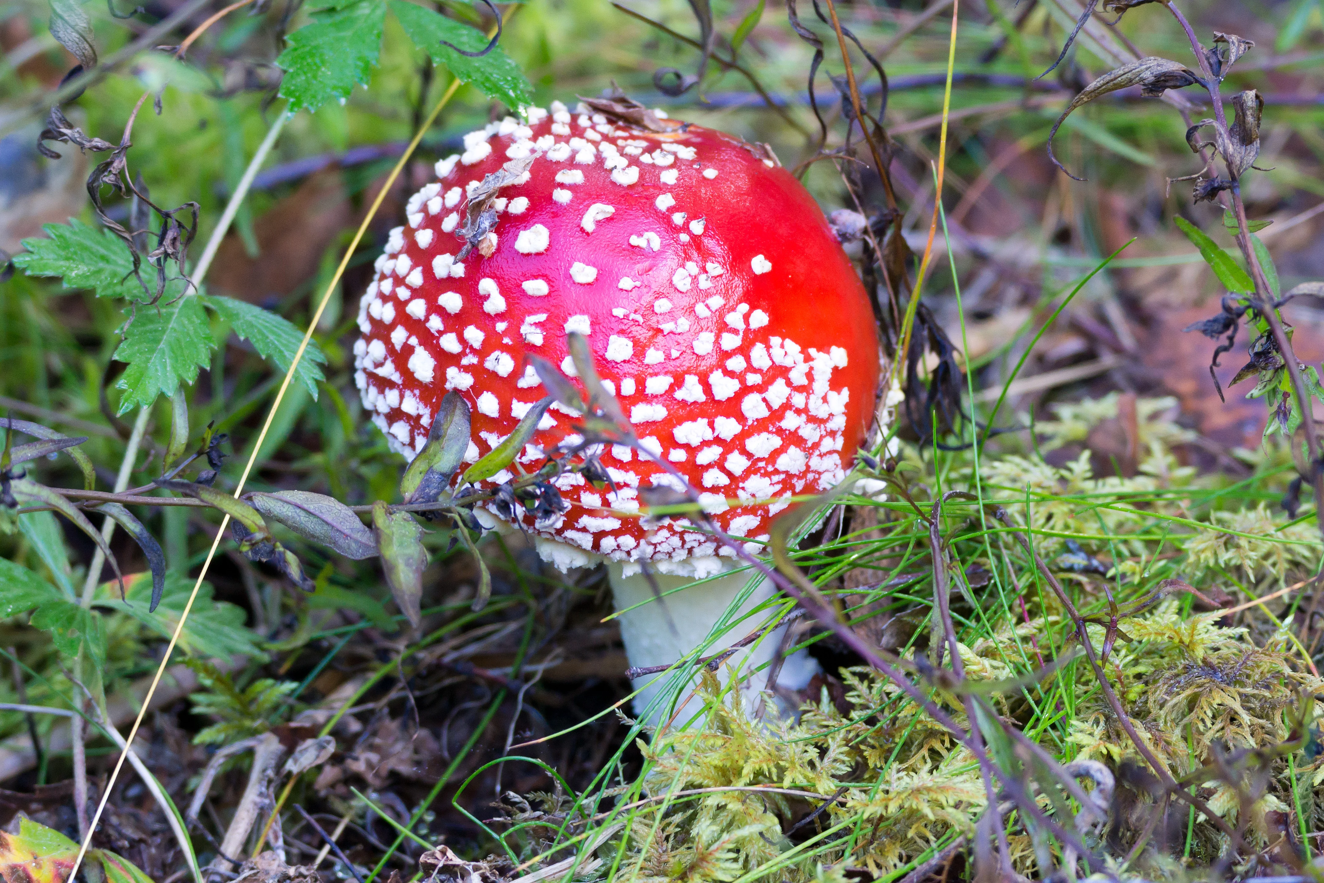 Toadstool, Farna Eco Park, Sweden — photo by Jim Bennett