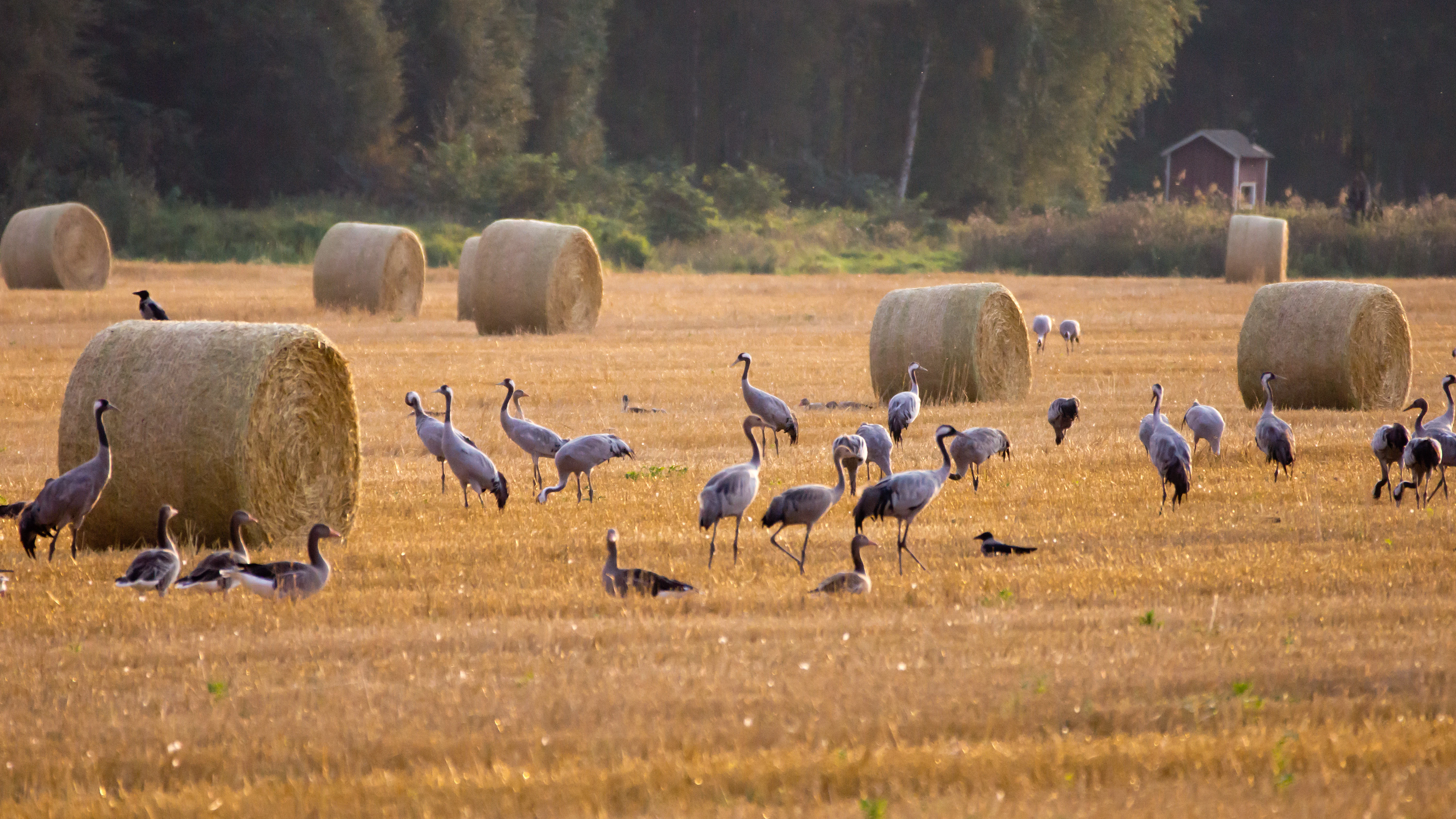 Common Cranes, Kvismare Valley, Sweden — photo by Jim Bennett