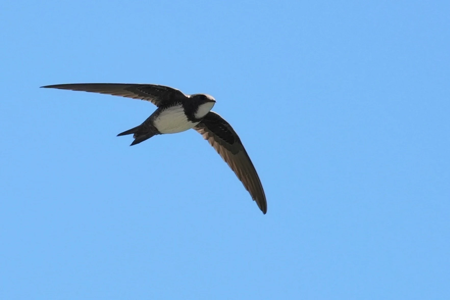 Alpine Swift, Prosecco, Trieste, Italy — photo by Jim Bennett