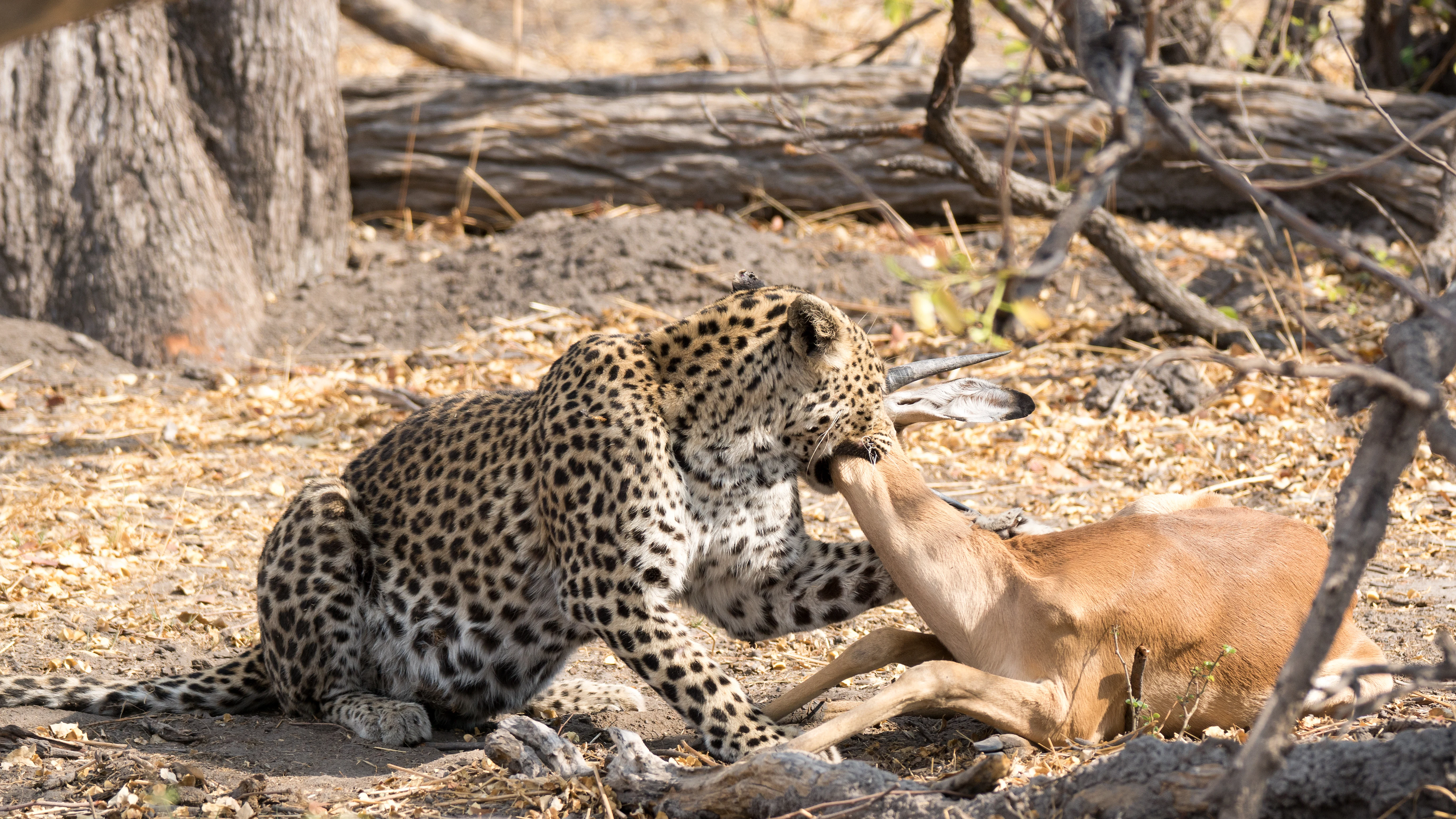 Leopard with Impala kill, near Khwai, Botswana — photo by Jim Bennett