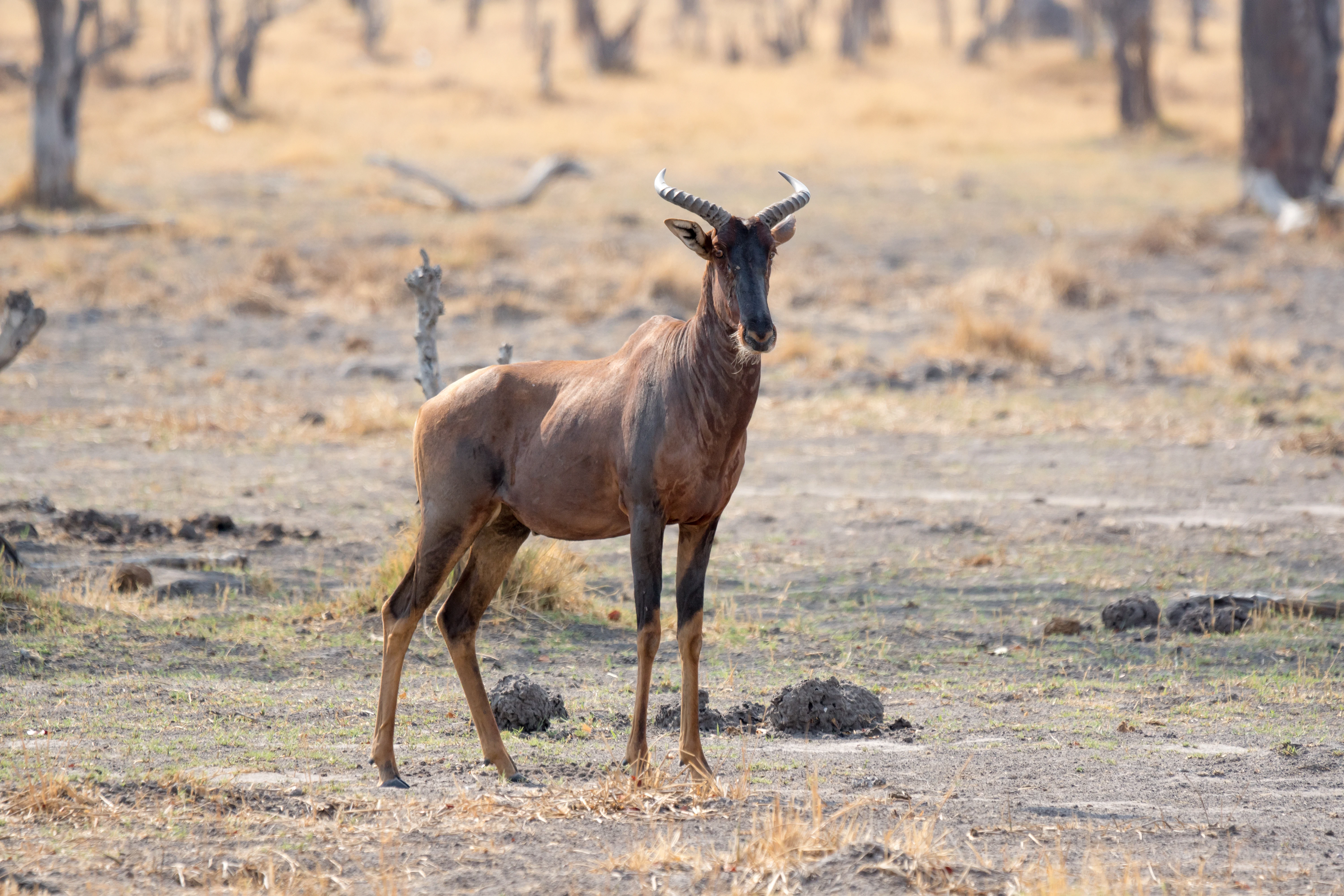 Common Tsessebe, near Khwai, Botswana — photo by Jim Bennett