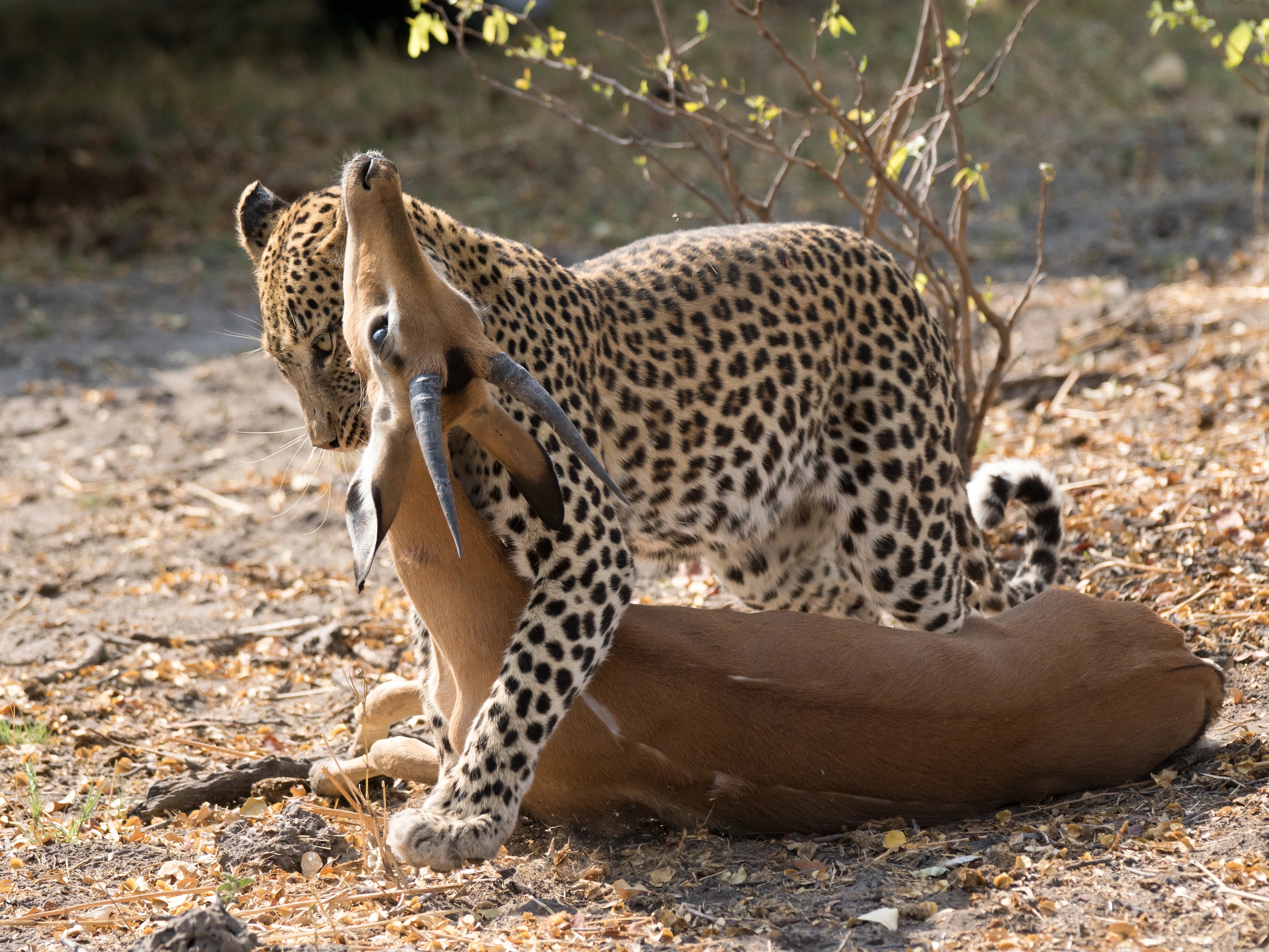 Leopard with Impala kill, near Khwai, Botswana — photo by Jim Bennett