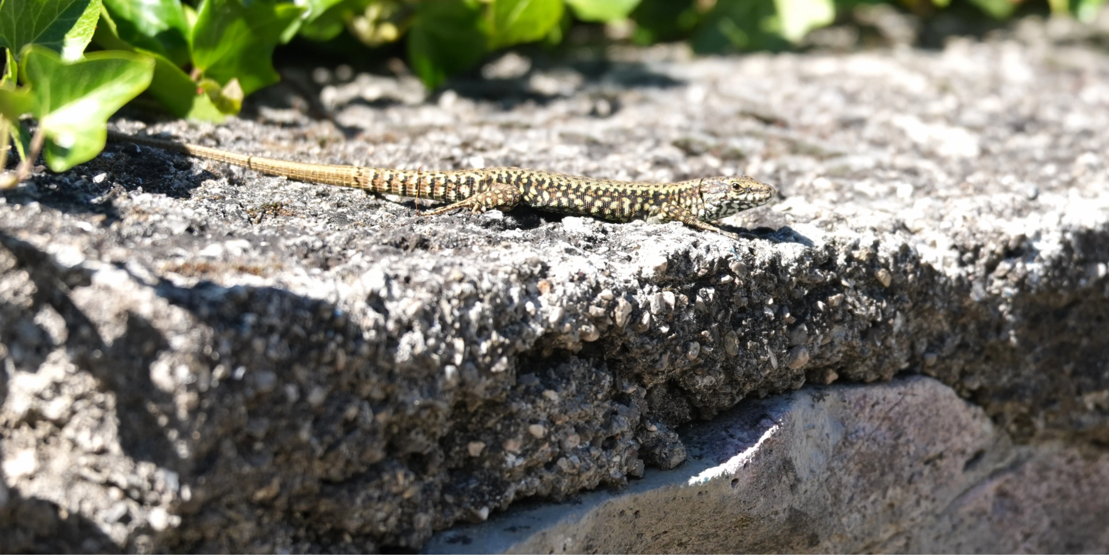 Wall Lizard, Prosecco, Trieste, Italy — photo by Jim Bennett