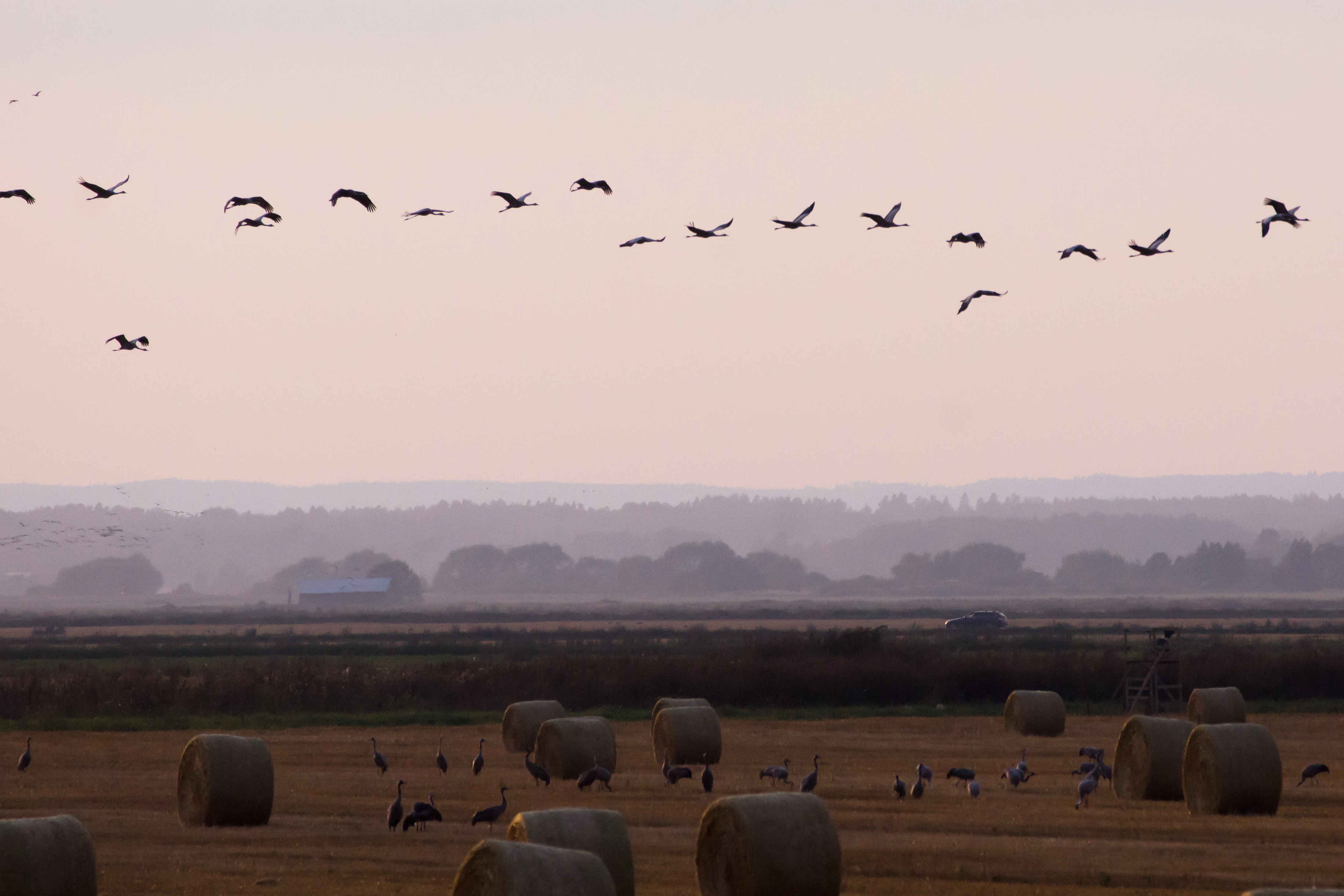 Common Cranes, Kvismare, Sweden — photo by Jim Bennett