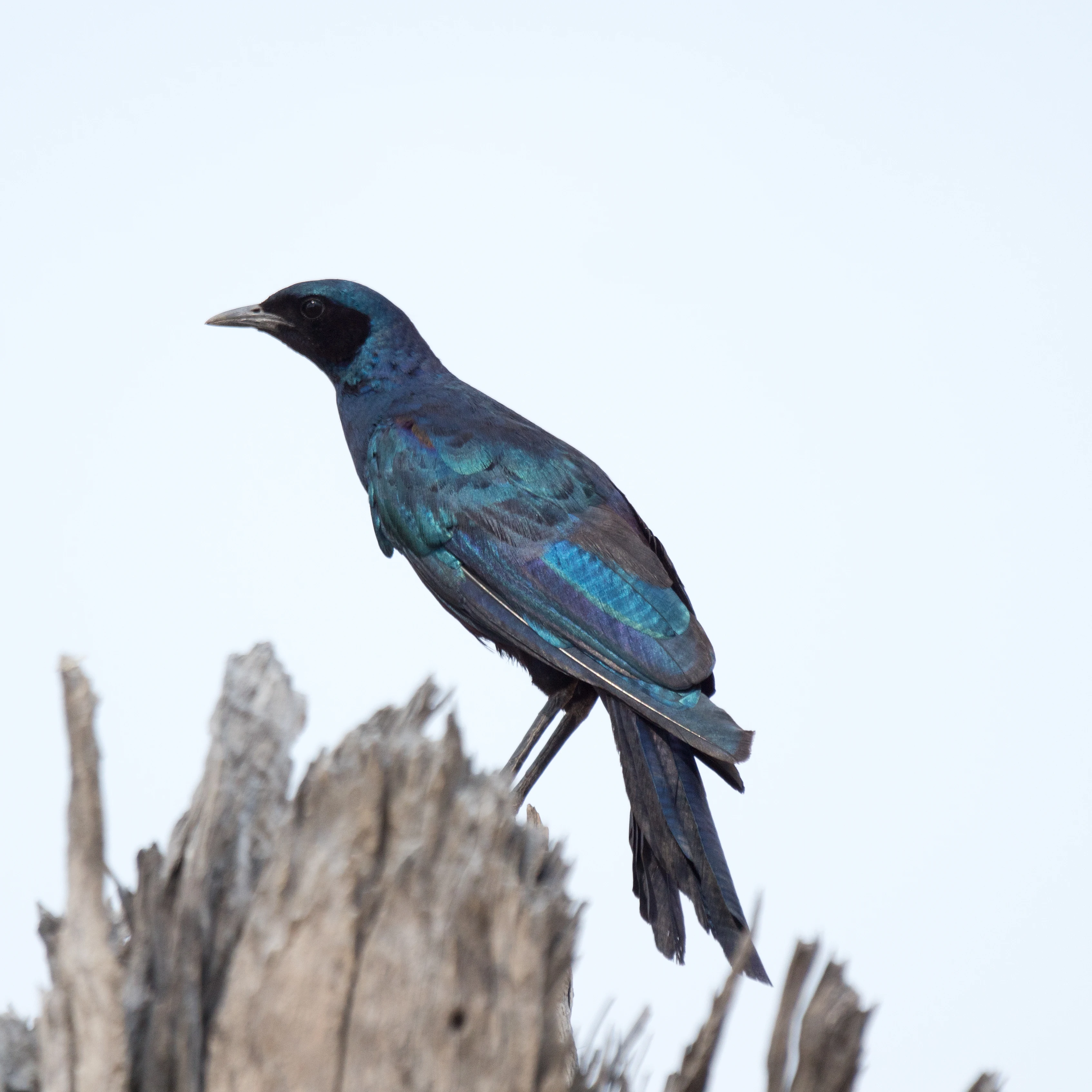 Burchell's Starling, near Khwai, Botswana — photo by Jim Bennett