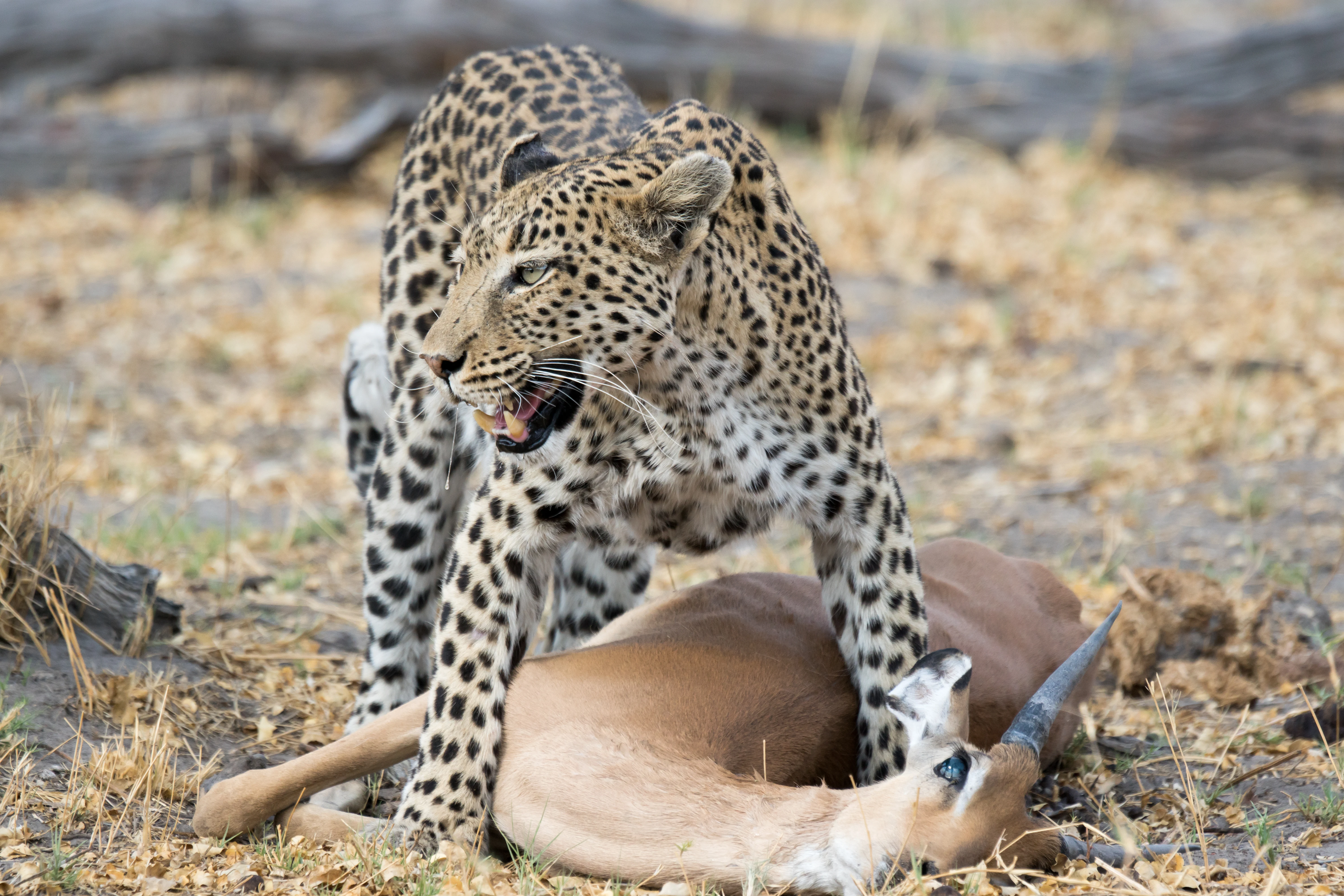 Leopard with Impala kill, near Khwai, Botswana — photo by Jim Bennett