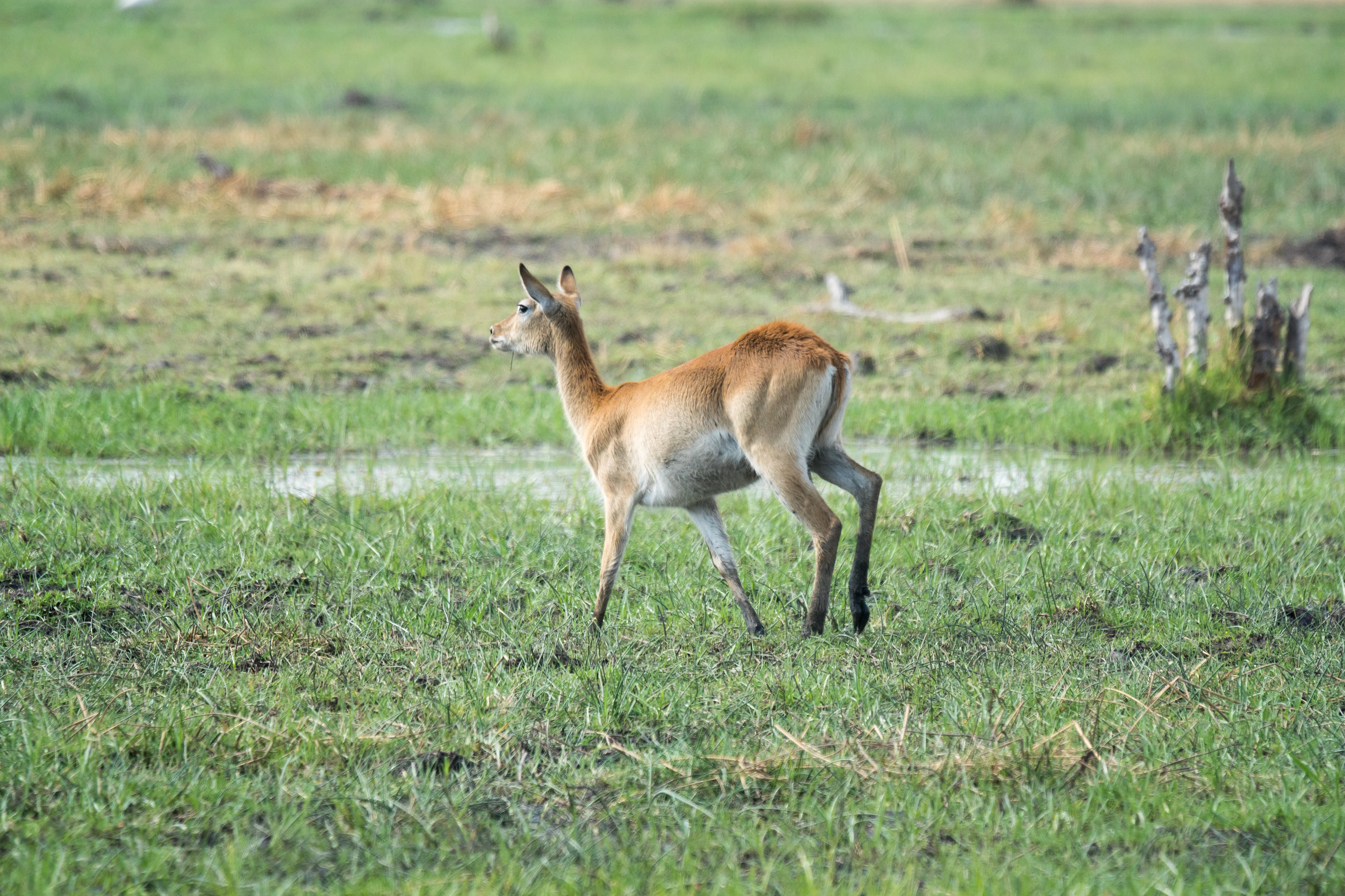 Common Red Lechwe, near Khwai, Botswana — photo by Jim Bennett