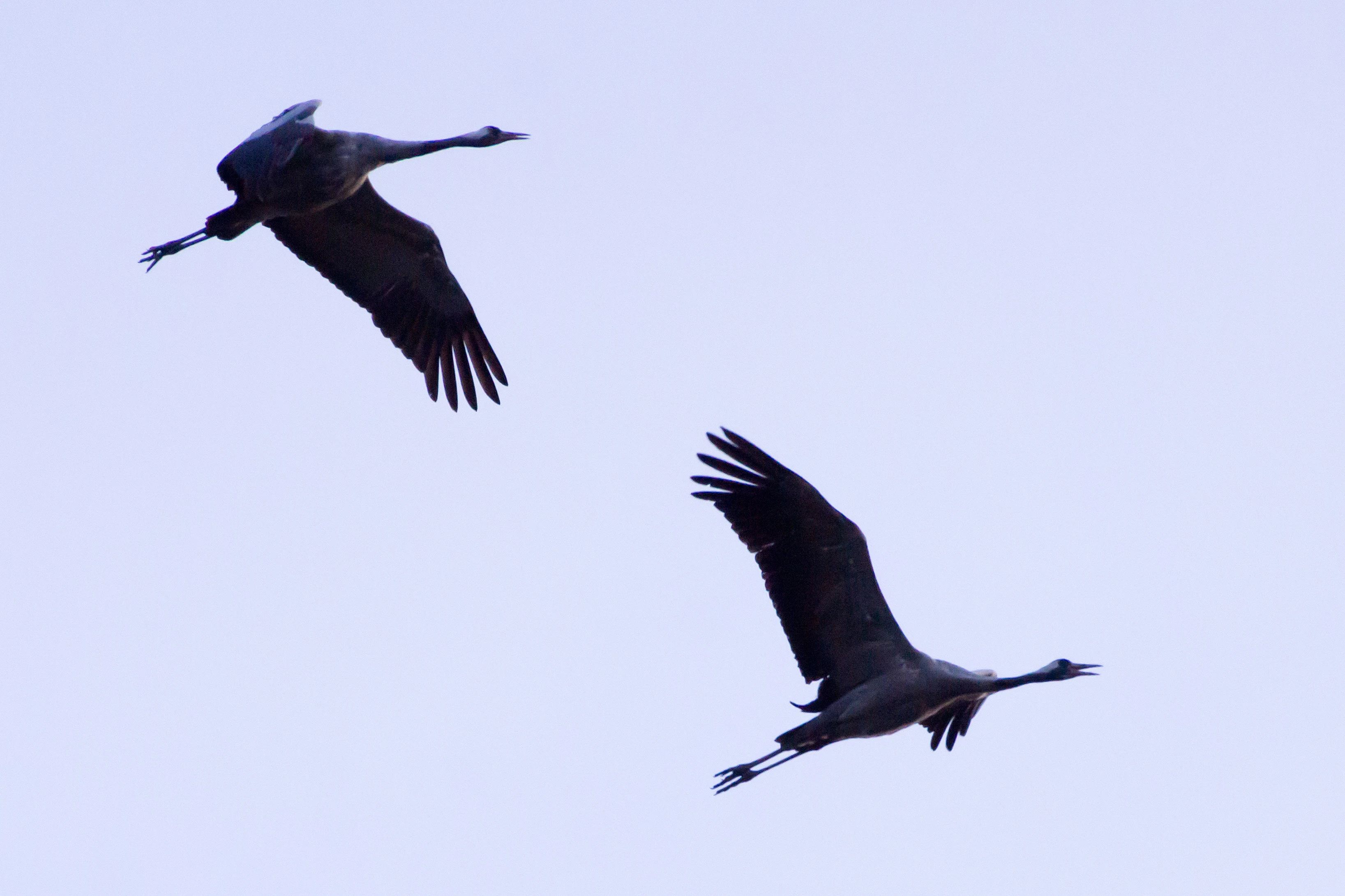 Common Cranes, Kvismare, Sweden — photo by Jim Bennett