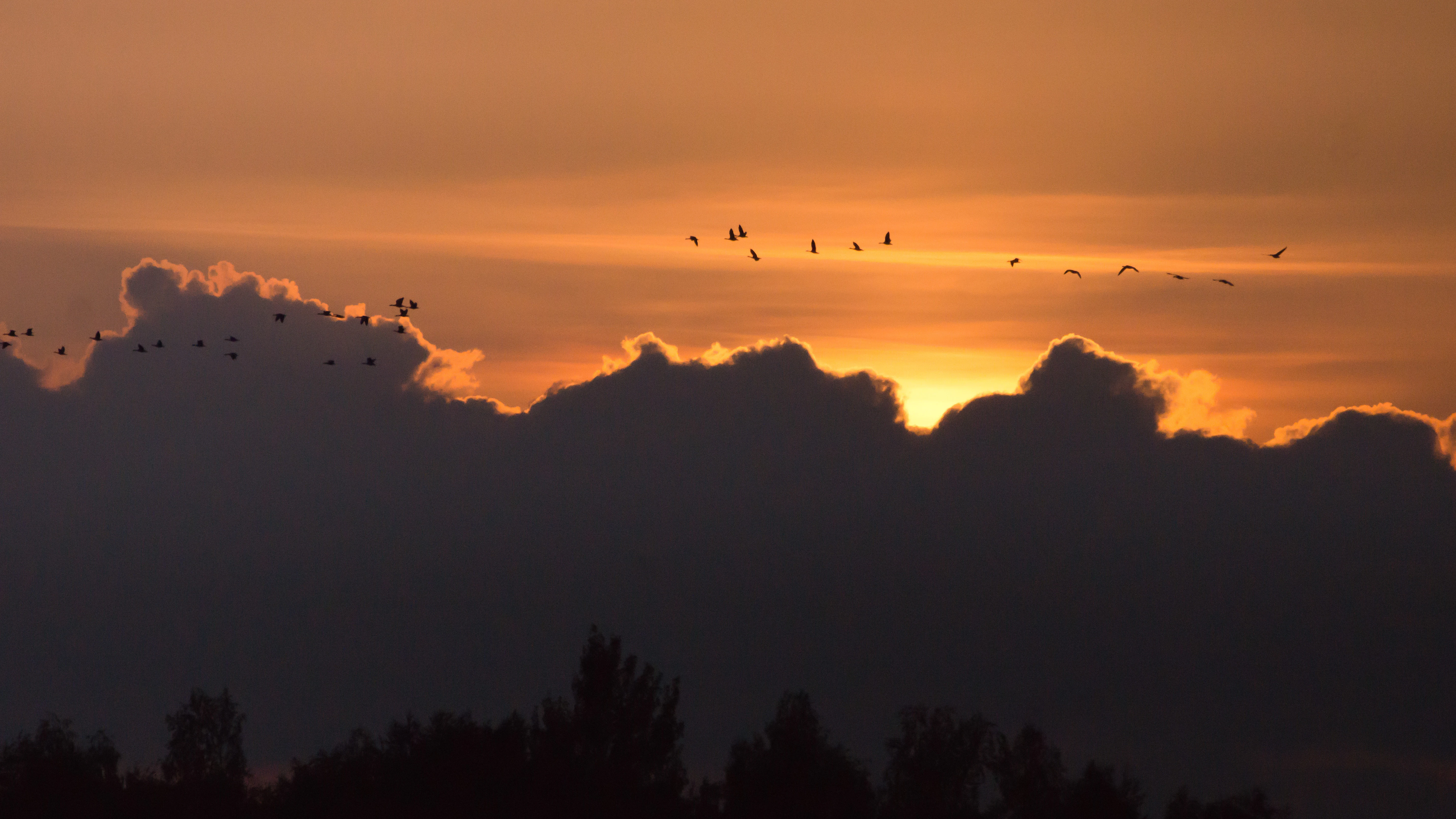 Geese at sunset, Kvismare, Sweden — photo by Jim Bennett