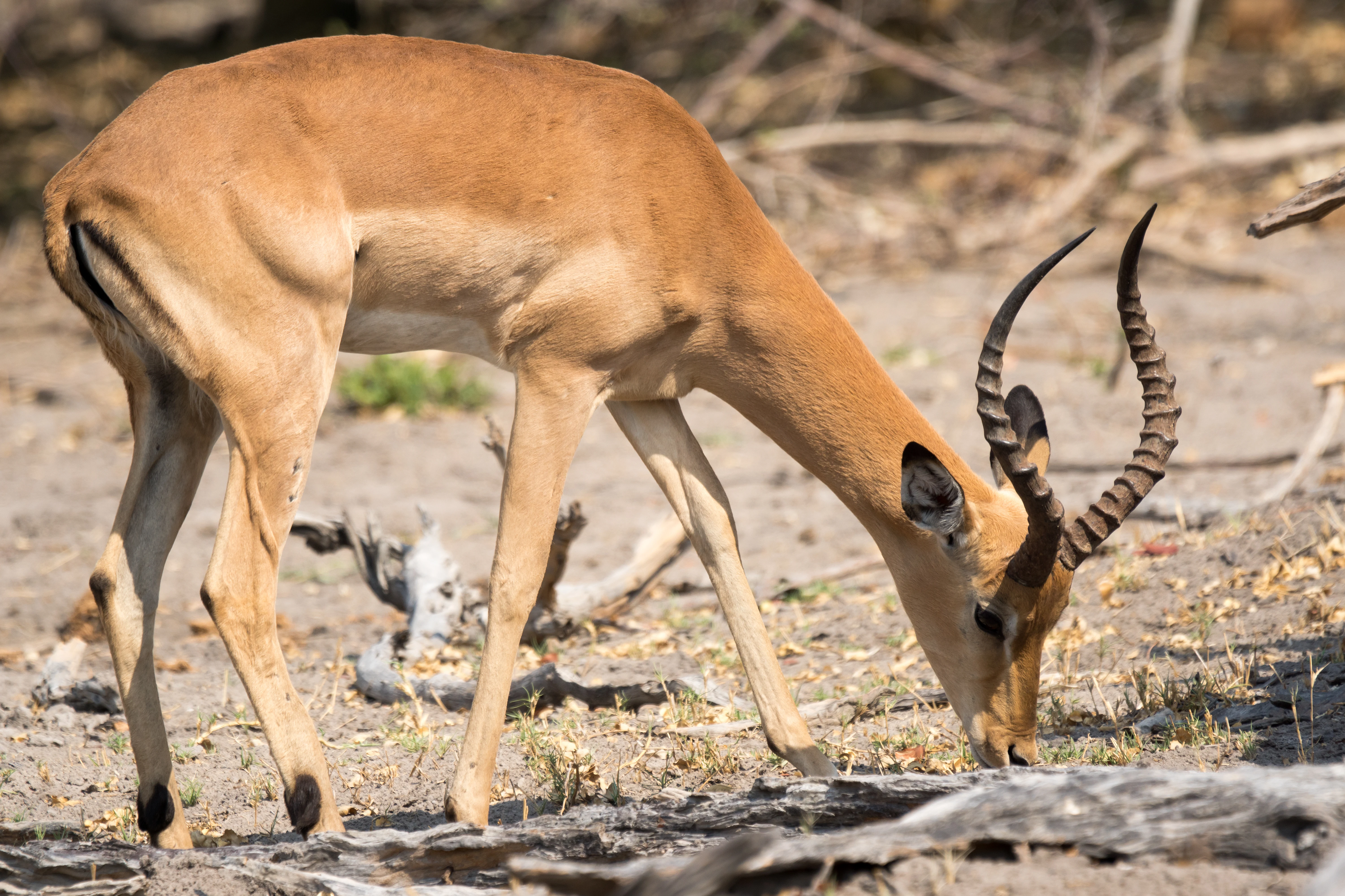 Impala, near Khwai, Botswana — photo by Jim Bennett