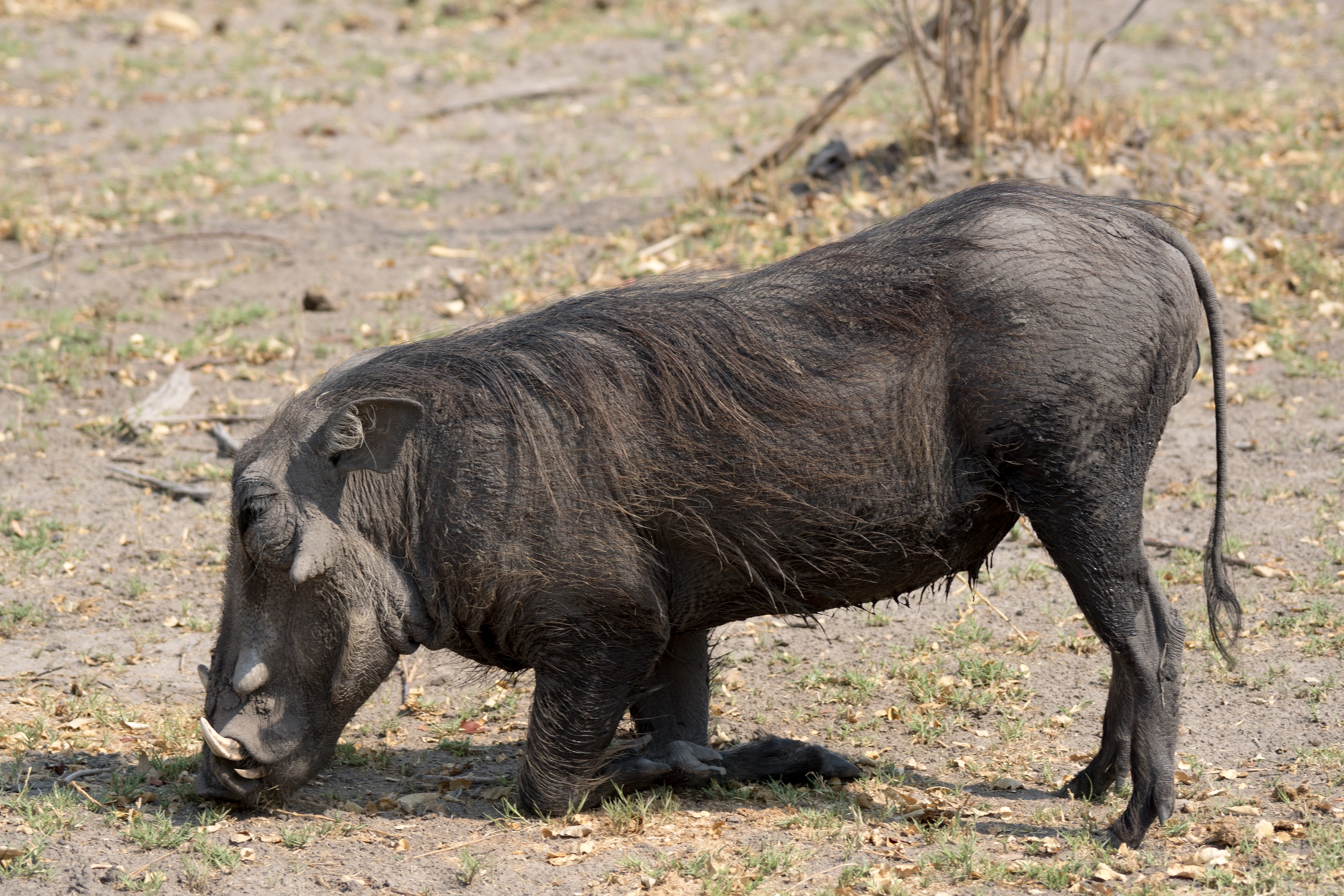 Warthog, near Khwai, Botswana — photo by Jim Bennett