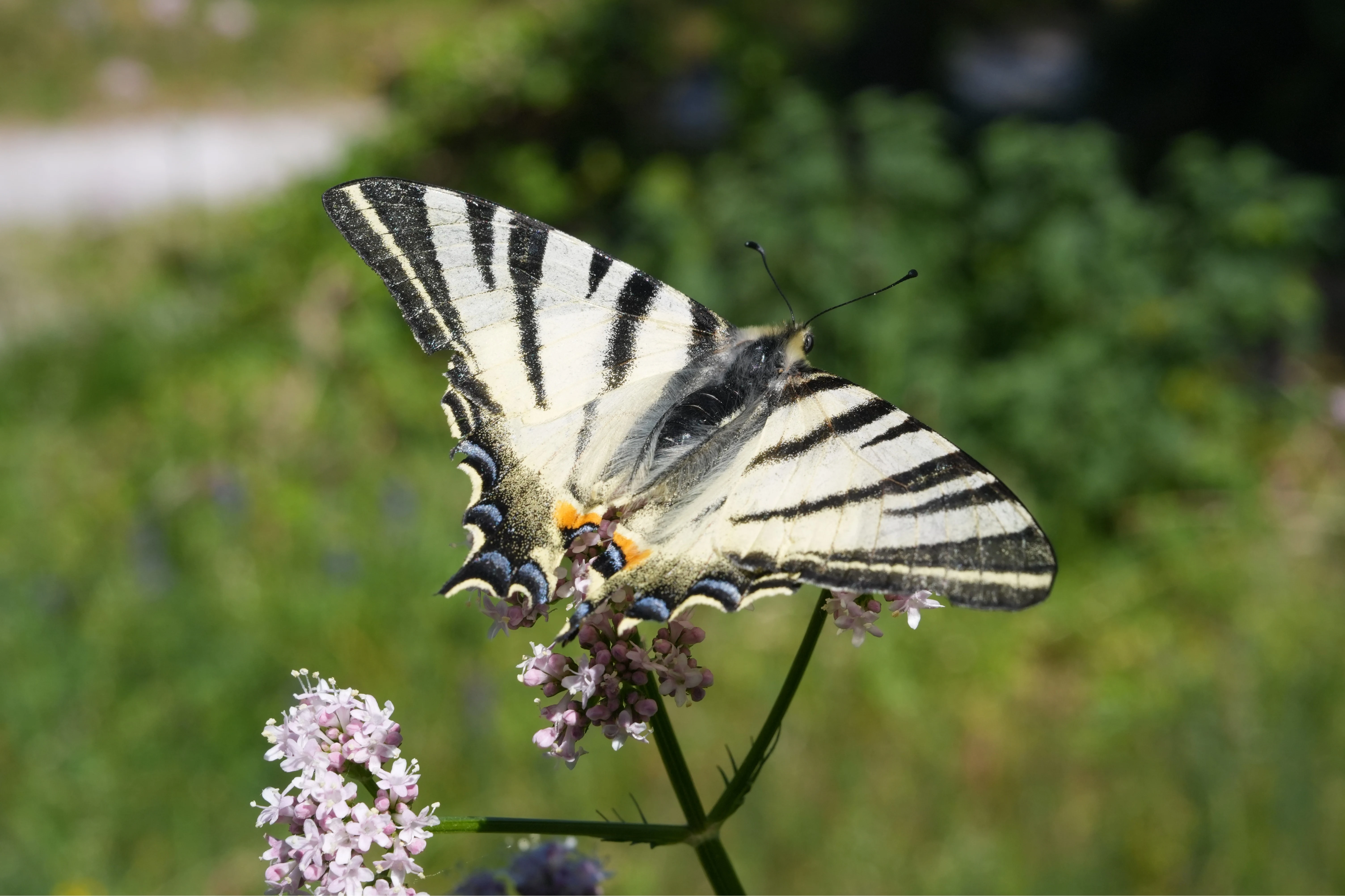 Scarce Swallowtail, Stanjel, Slovenia — photo by Jim Bennett