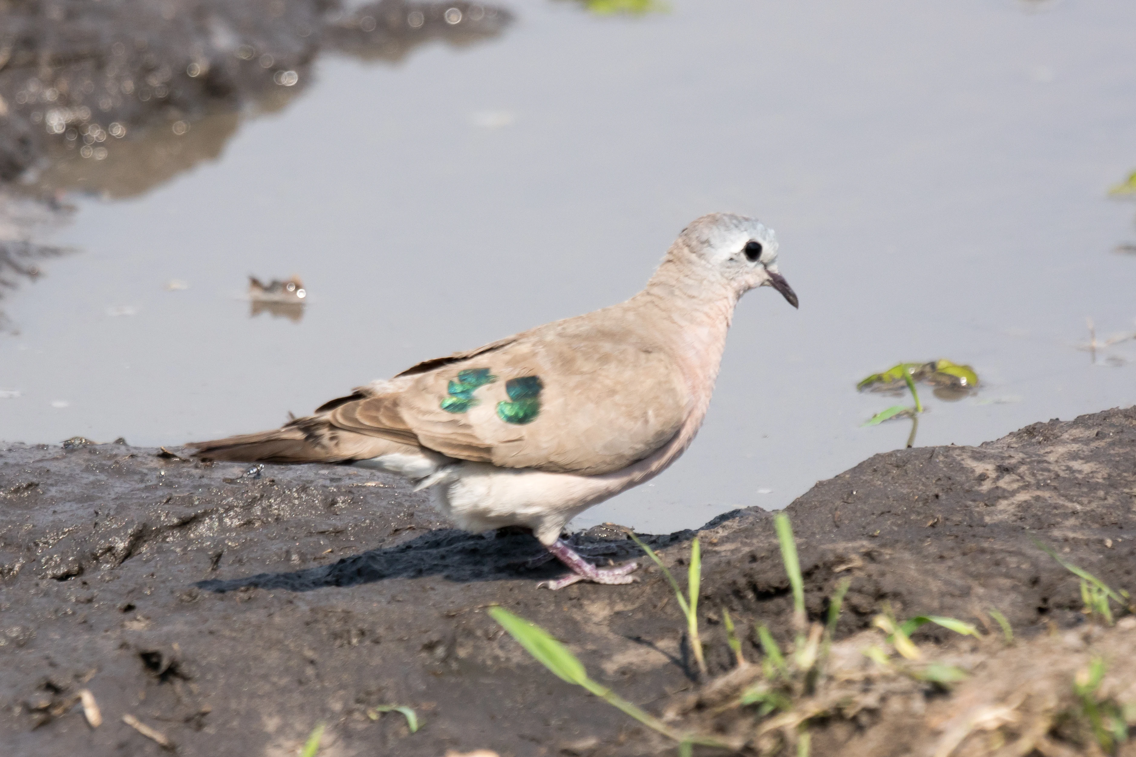 Emerald-spotted Wood Dove, near Khwai, Botswana — photo by Jim Bennett