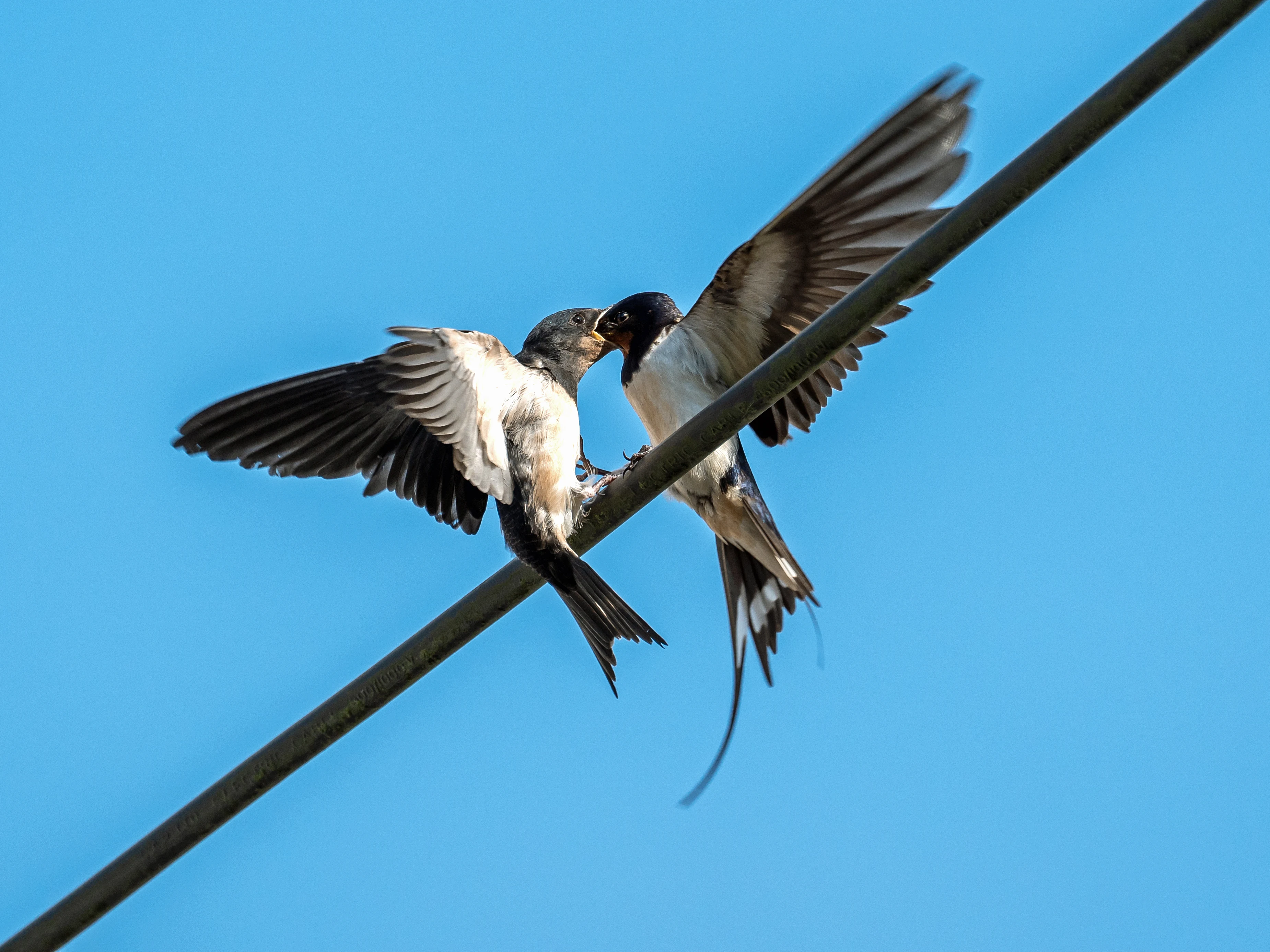 Barn Swallows, Culham, Oxfordshire, UK — photo by Jim Bennett