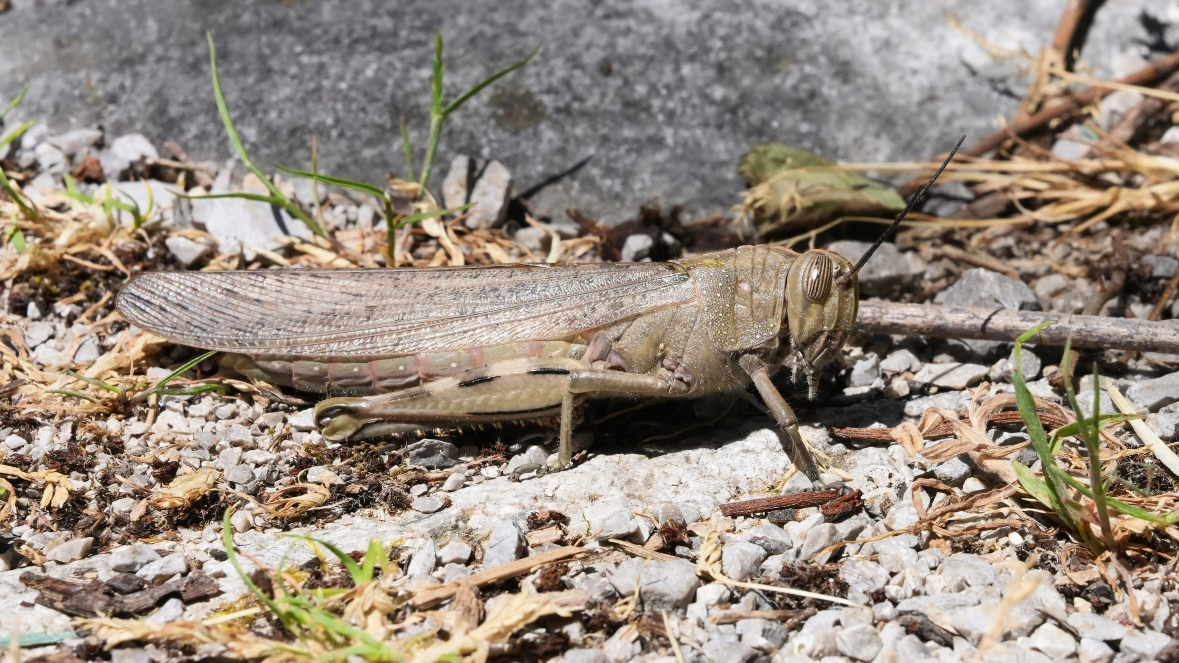 Grasshopper / locust, Stanjel, Slovenia — photo by Jim Bennett