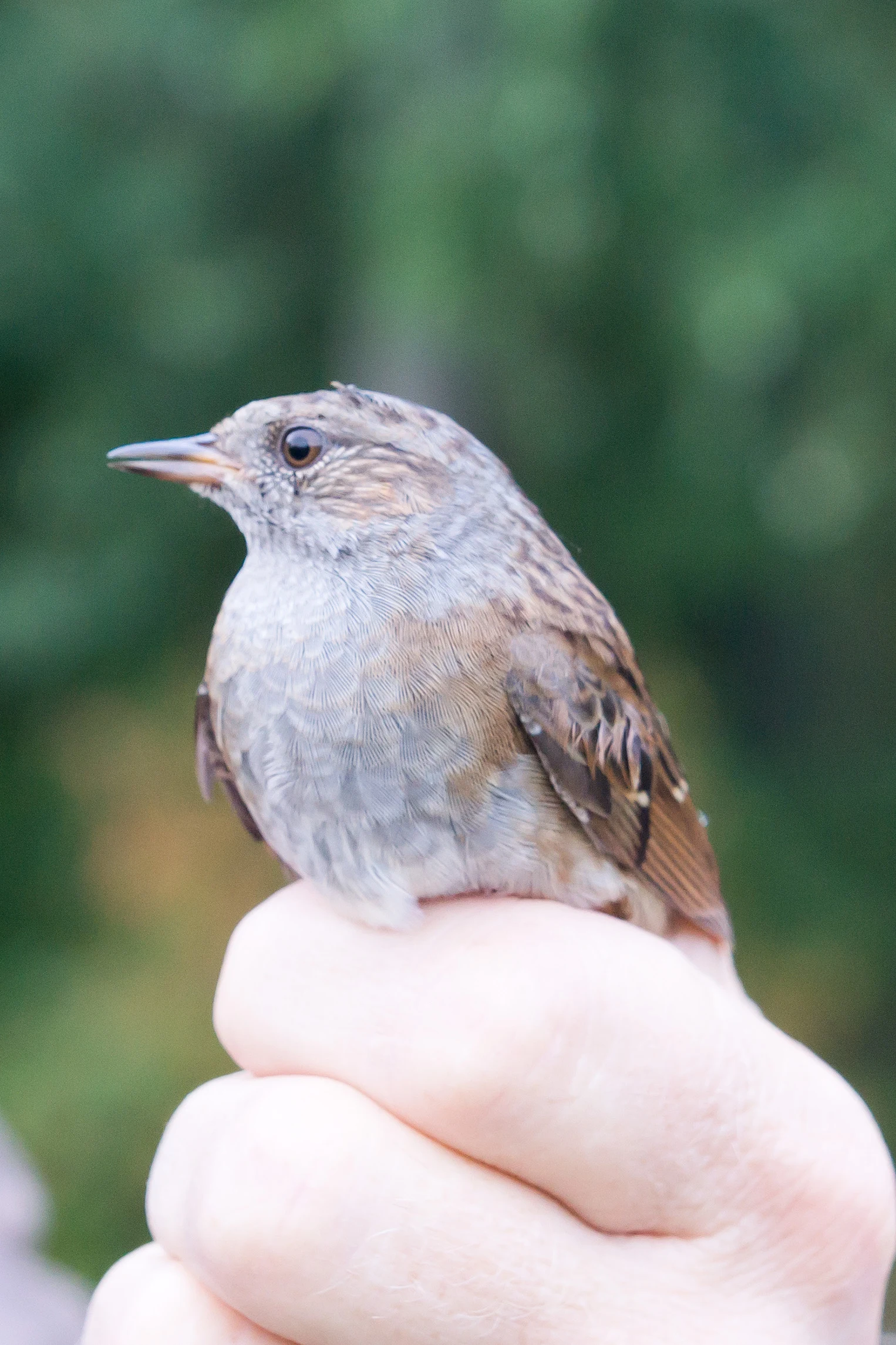 Dunnock, Kvismare, Sweden — photo by Jim Bennett