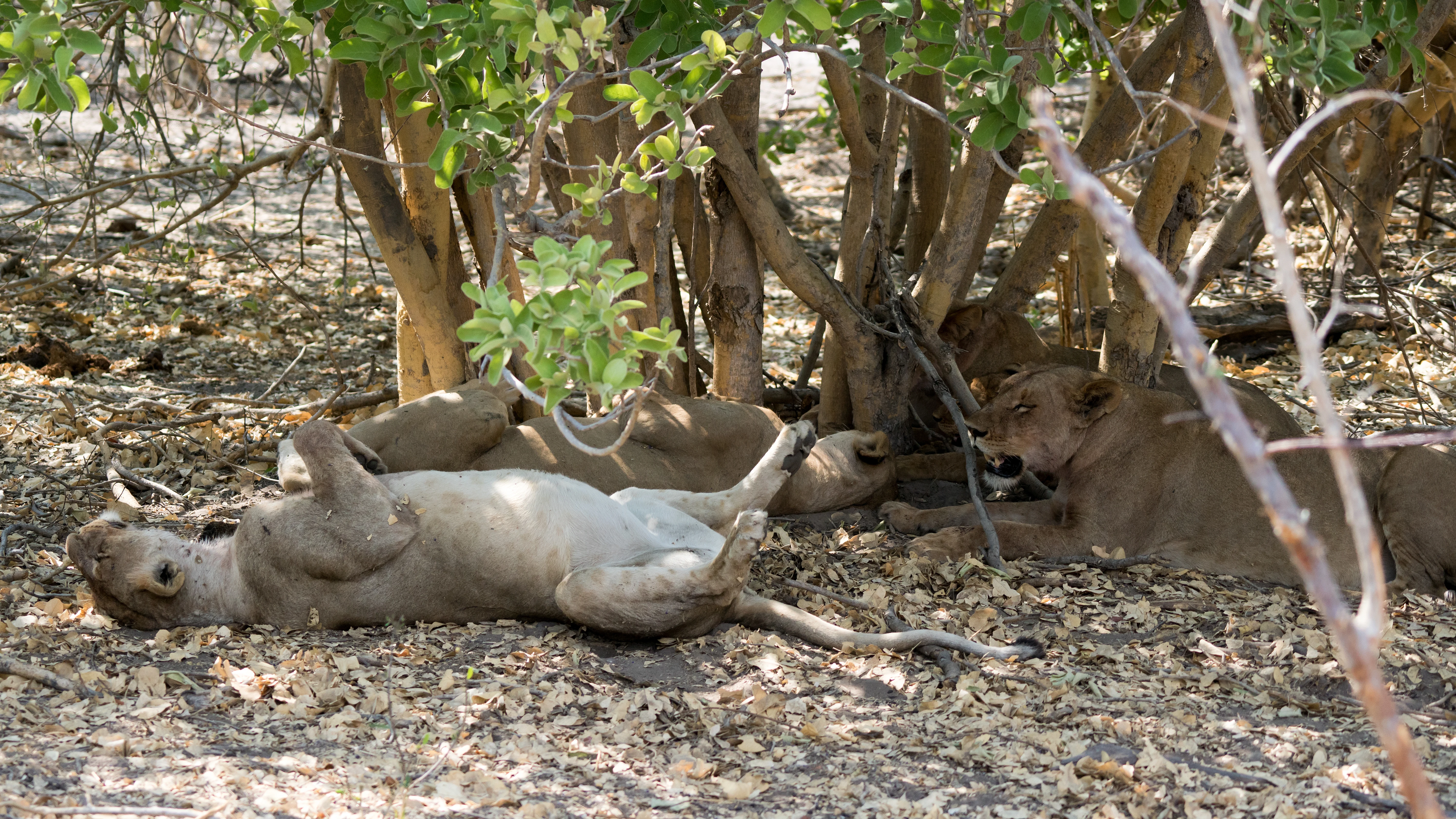 Lions, near Khwai, Botswana — photo by Jim Bennett