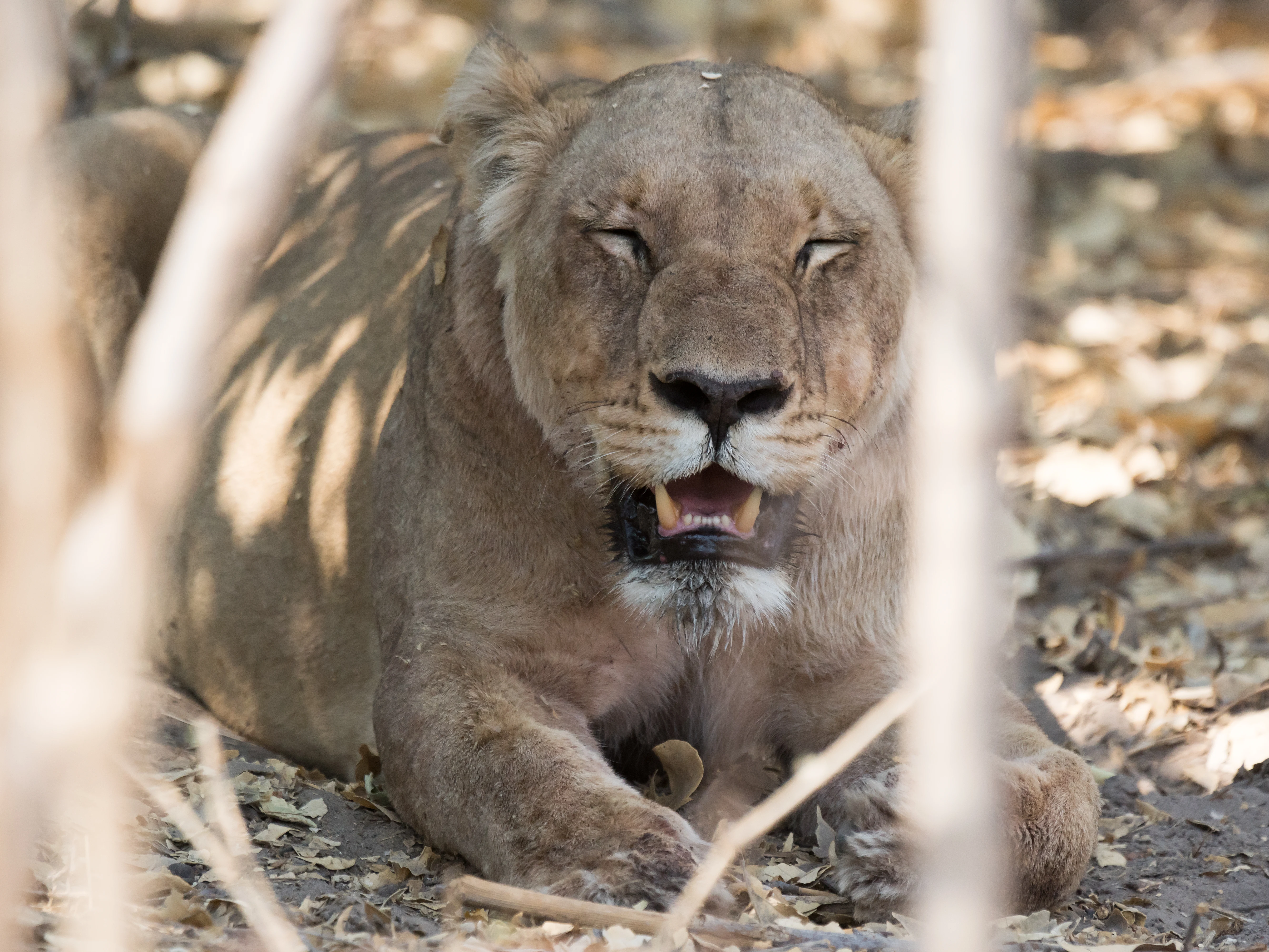 female Lion, near Khwai, Botswana — photo by Jim Bennett