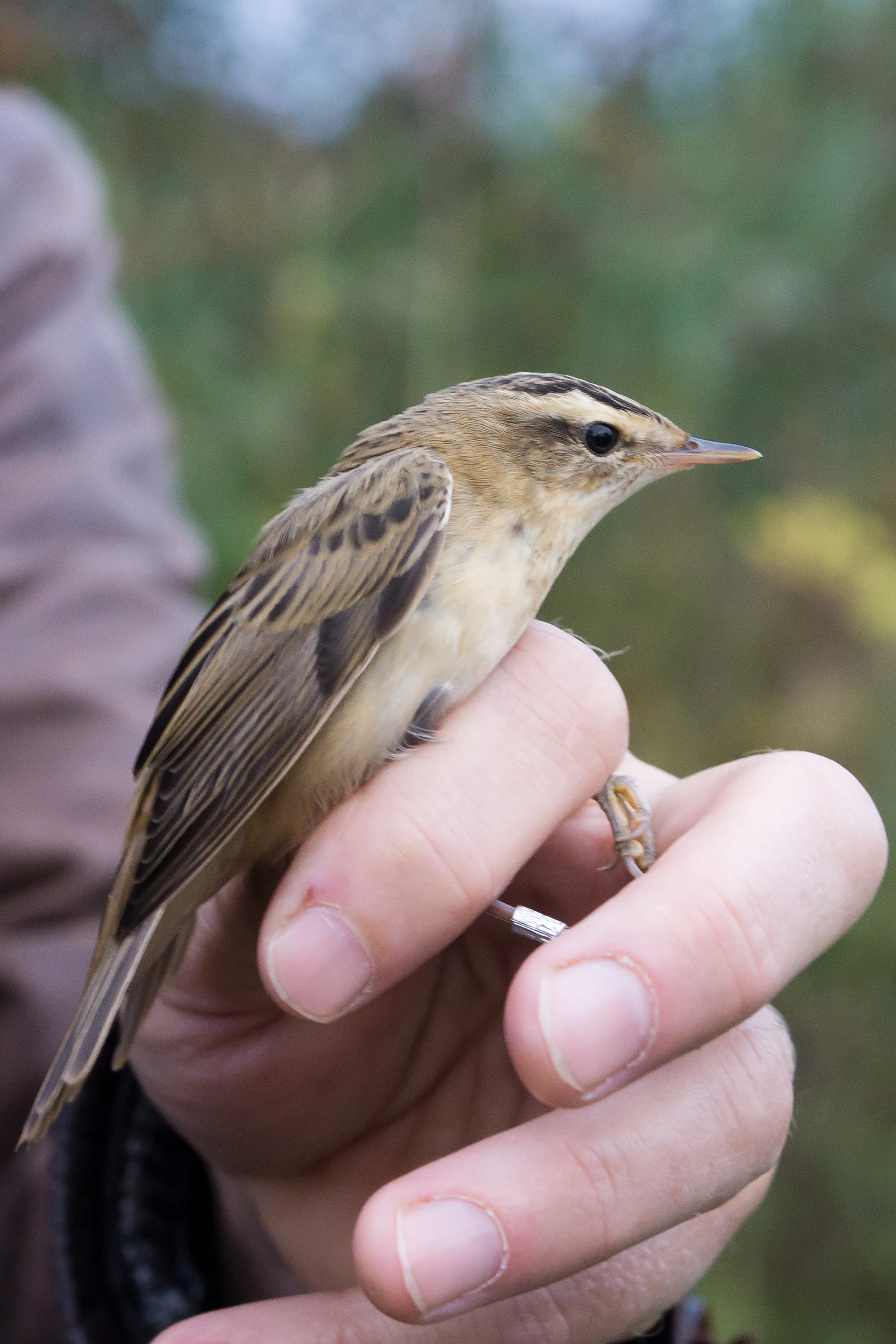 Sedge Warbler, Kvismare, Sweden — photo by Jim Bennett