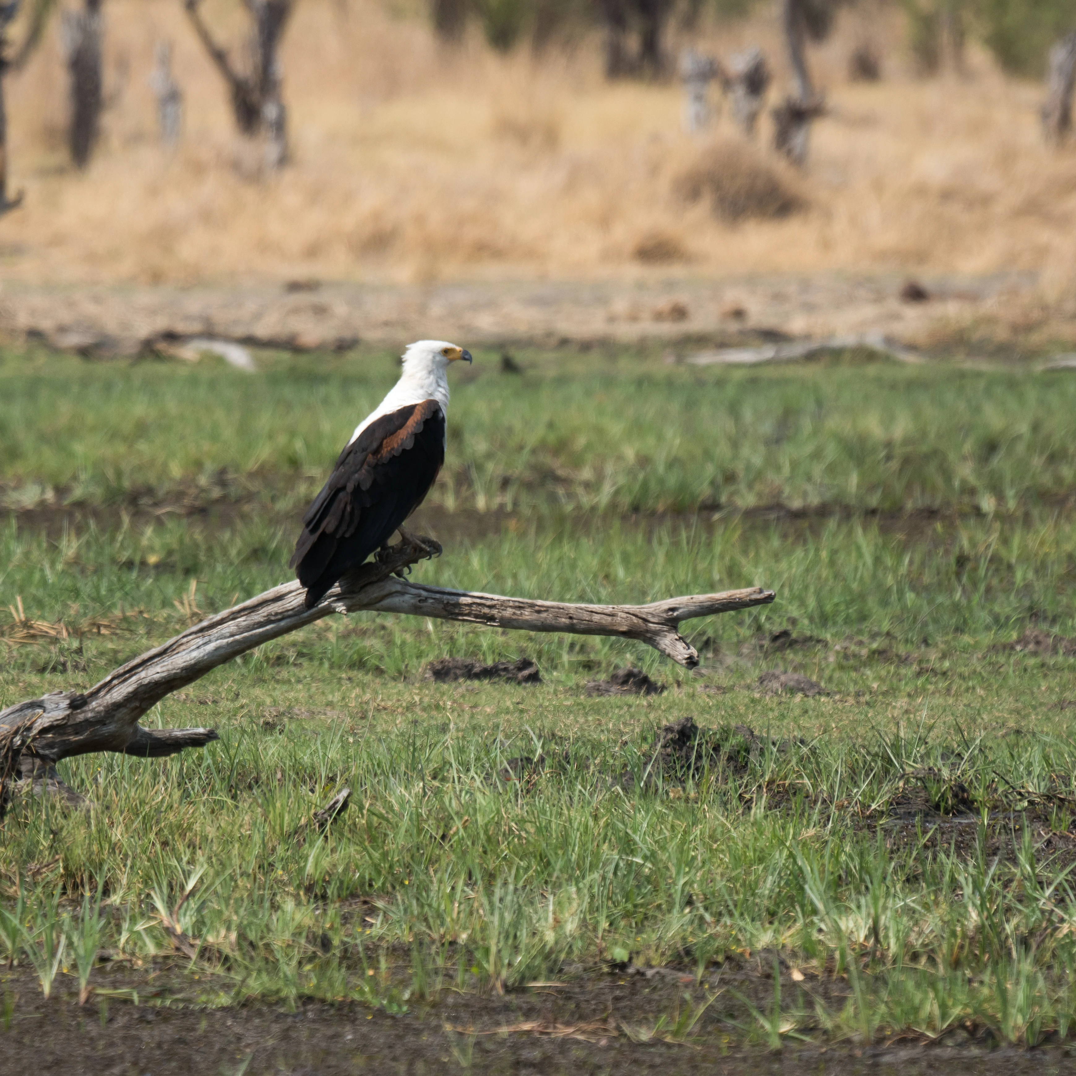 African Fish Eagle, near Khwai, Botswana — photo by Jim Bennett