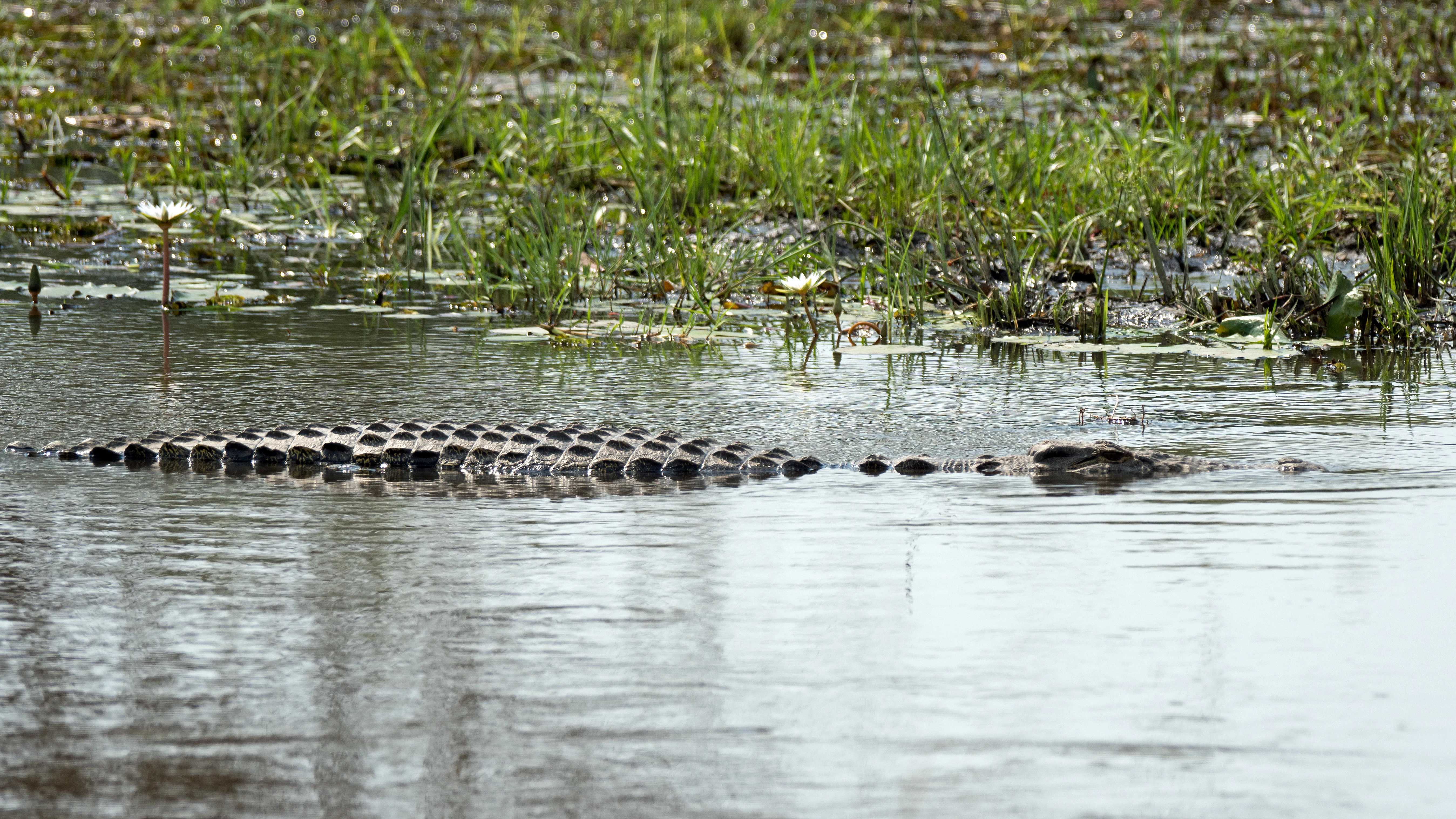 large Crocodile, near Khwai, Botswana — photo by Jim Bennett